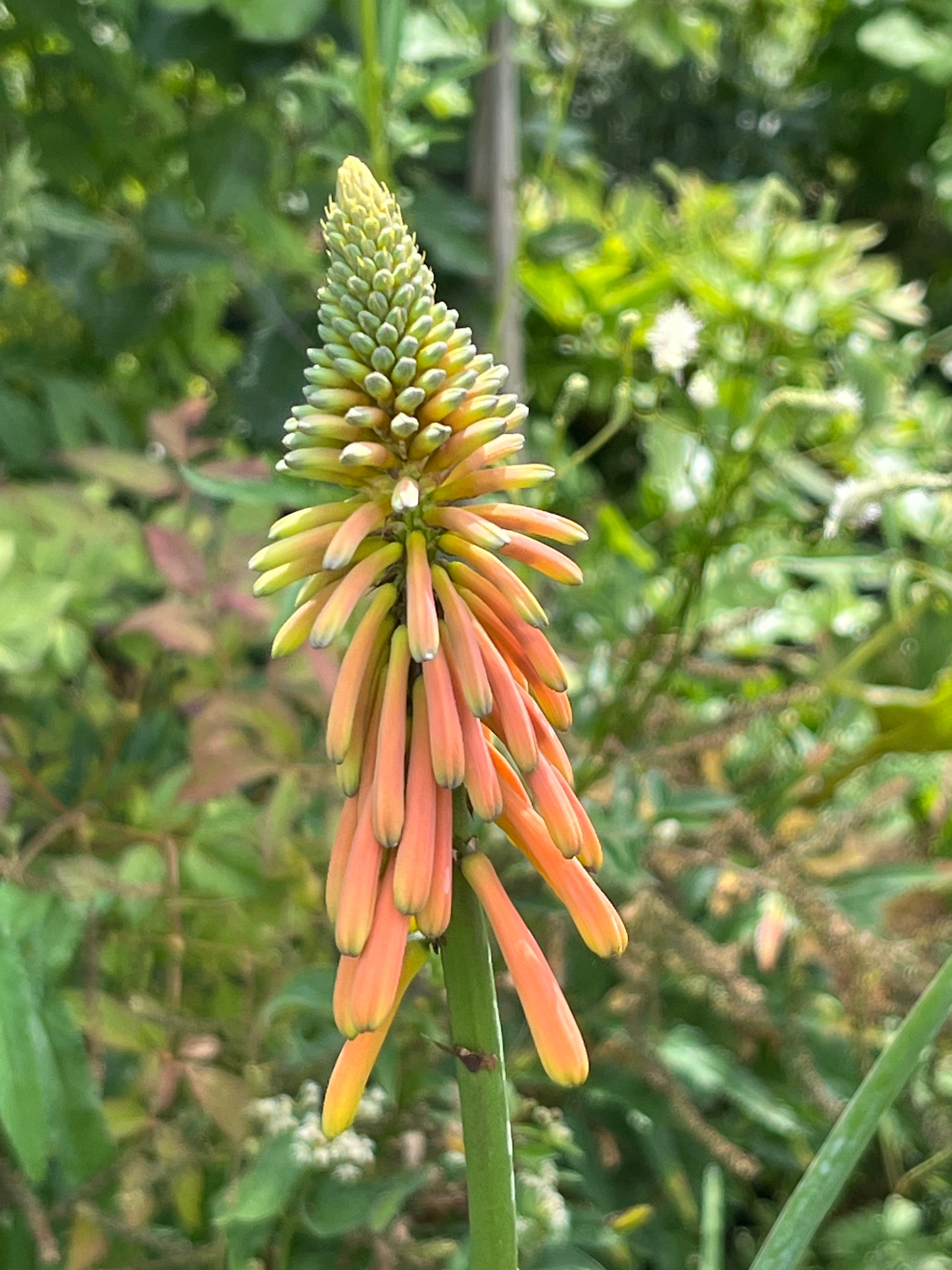 Kniphofia thomsonii 'Kichocheo'