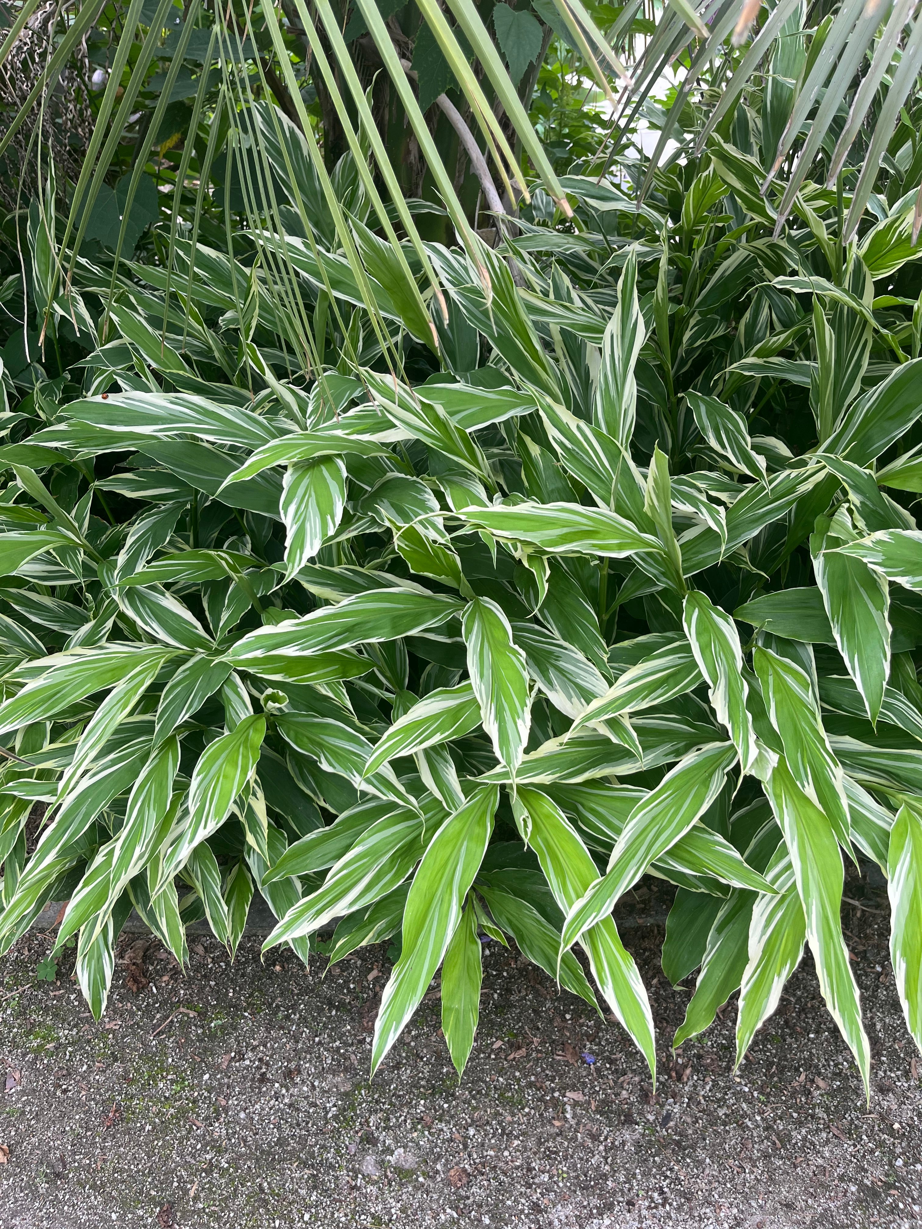 Zingiber mioga 'White Feather'