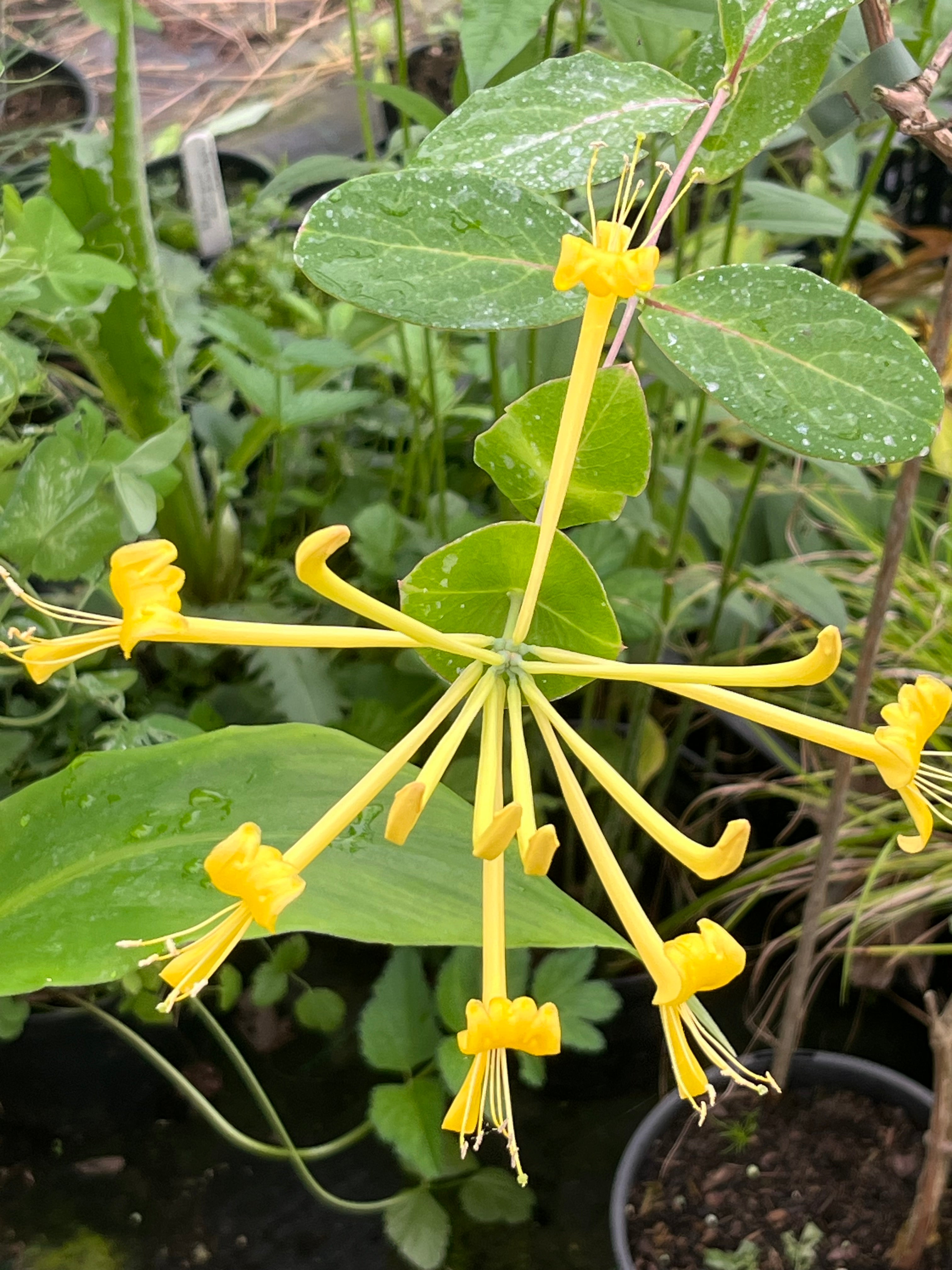 Lonicera tragophylla 'Maurice Foster'