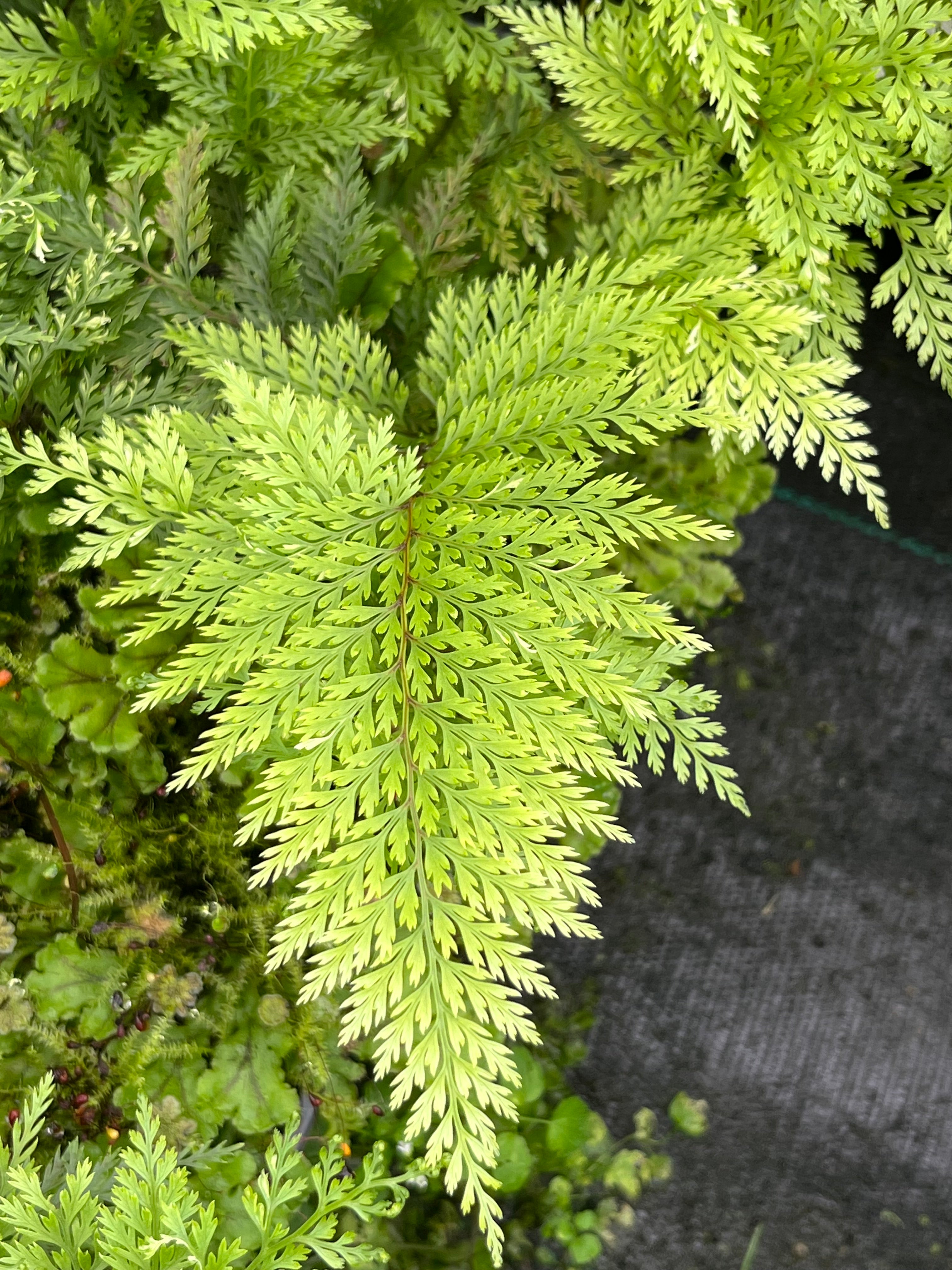 Leptolepia novae-zelandiae