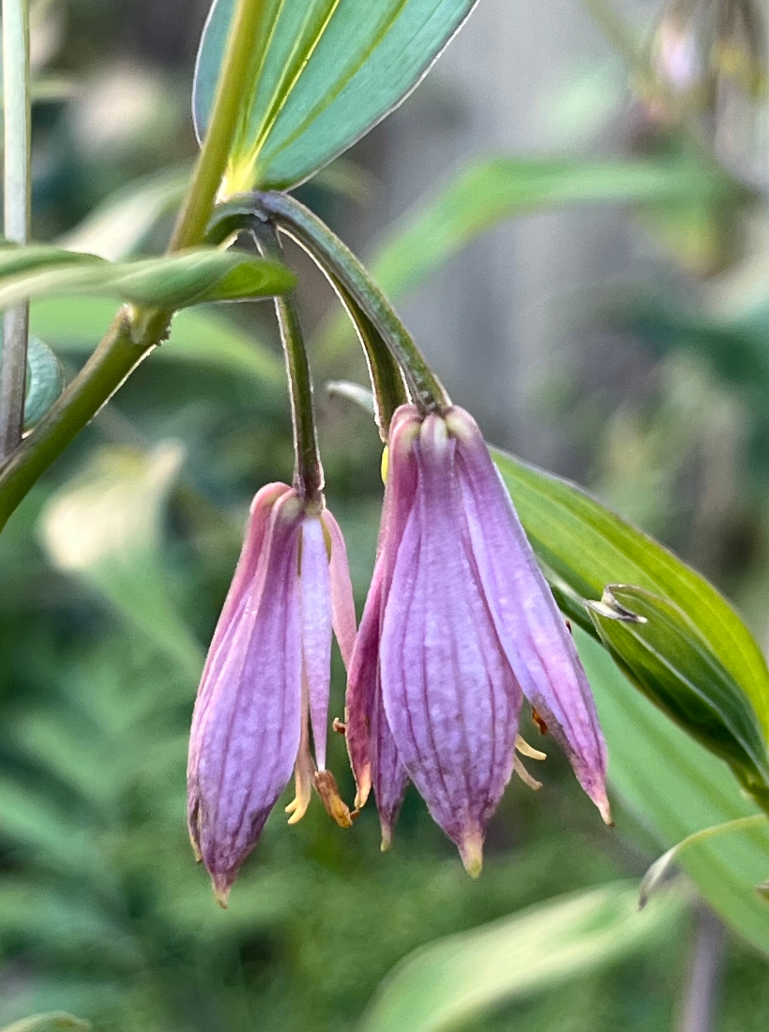 Disporum aff. cantoniense 'Dzukou'