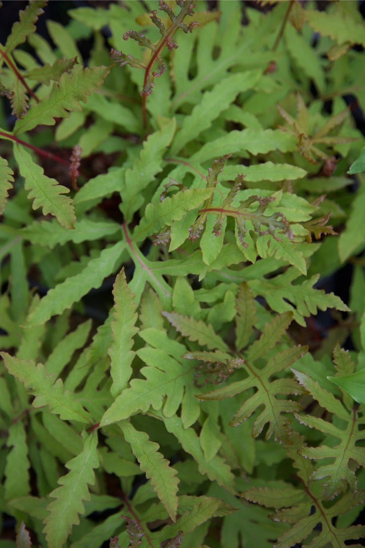Onoclea sensibilis var. interrupta