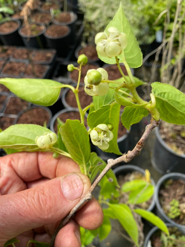 Actinidia arguta 'Issai' (self-fertile)
