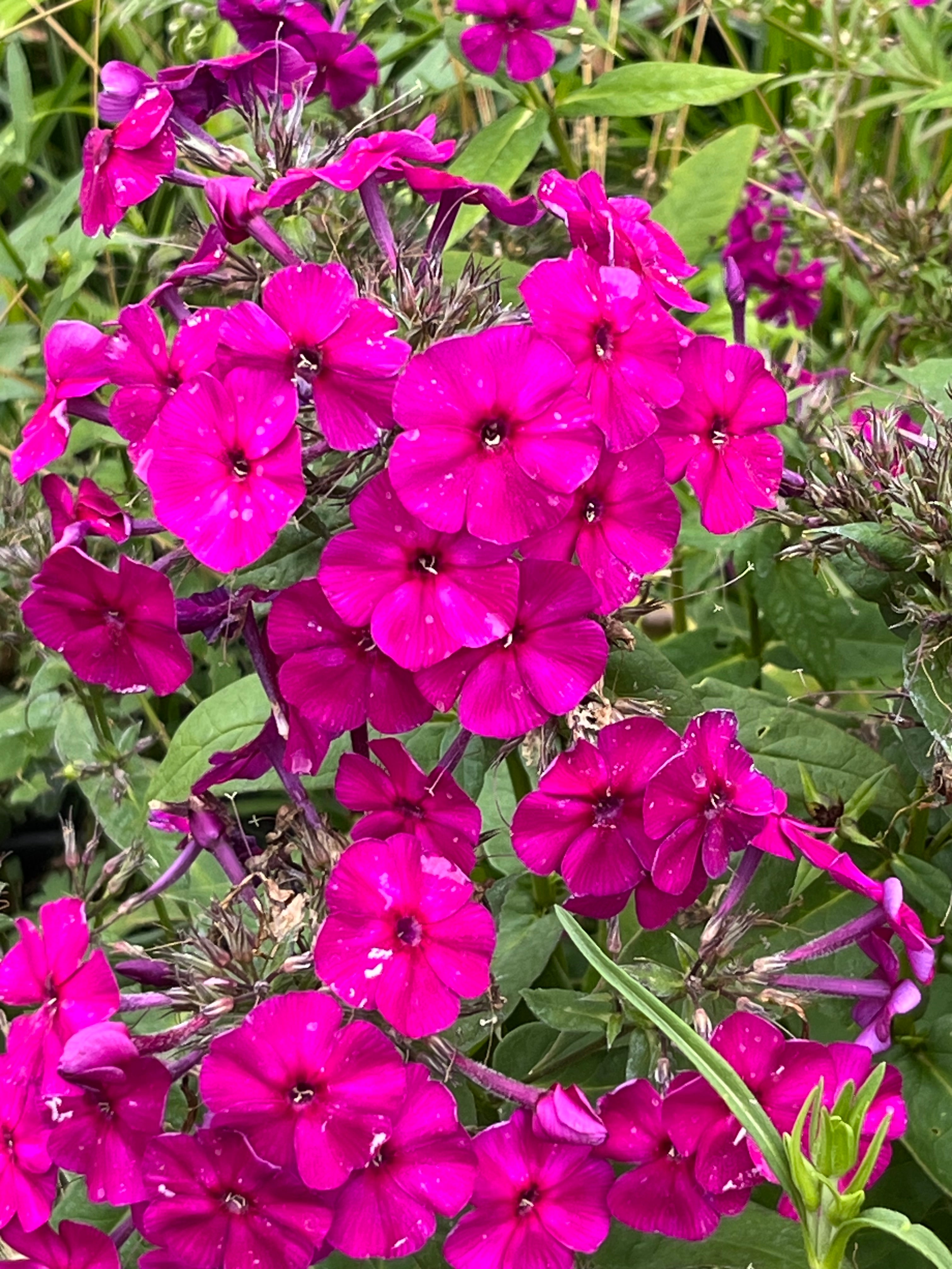 Phlox paniculata 'Wendy House'