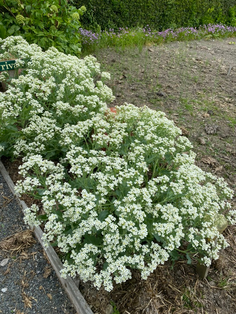 Crambe maritima