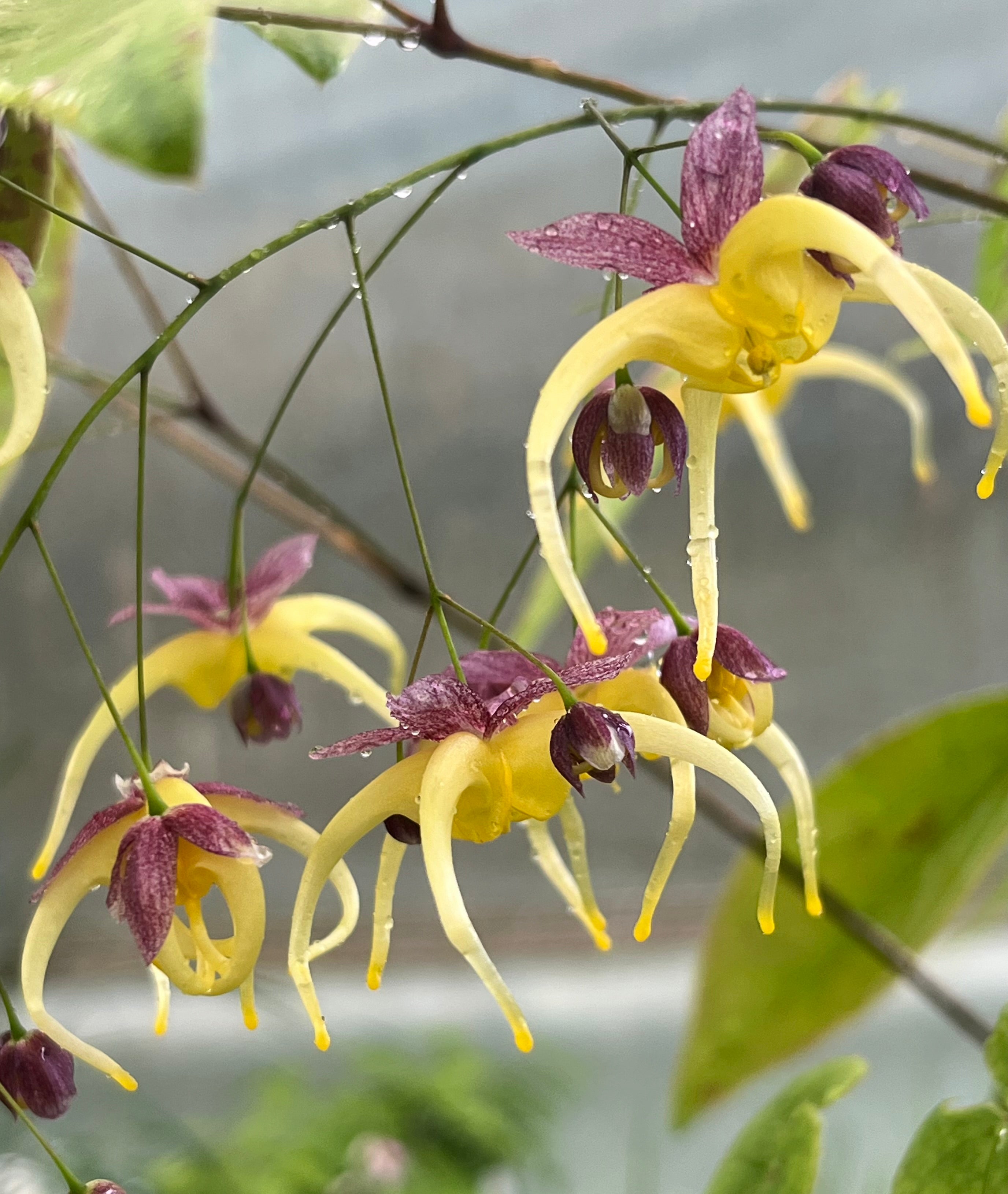 Epimedium 'Space Wagon'