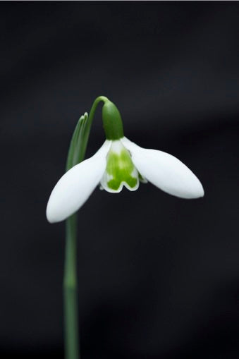 Galanthus ‘Lapwing’