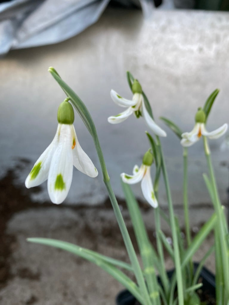 Galanthus nivalis ‘Whirling Dervish’