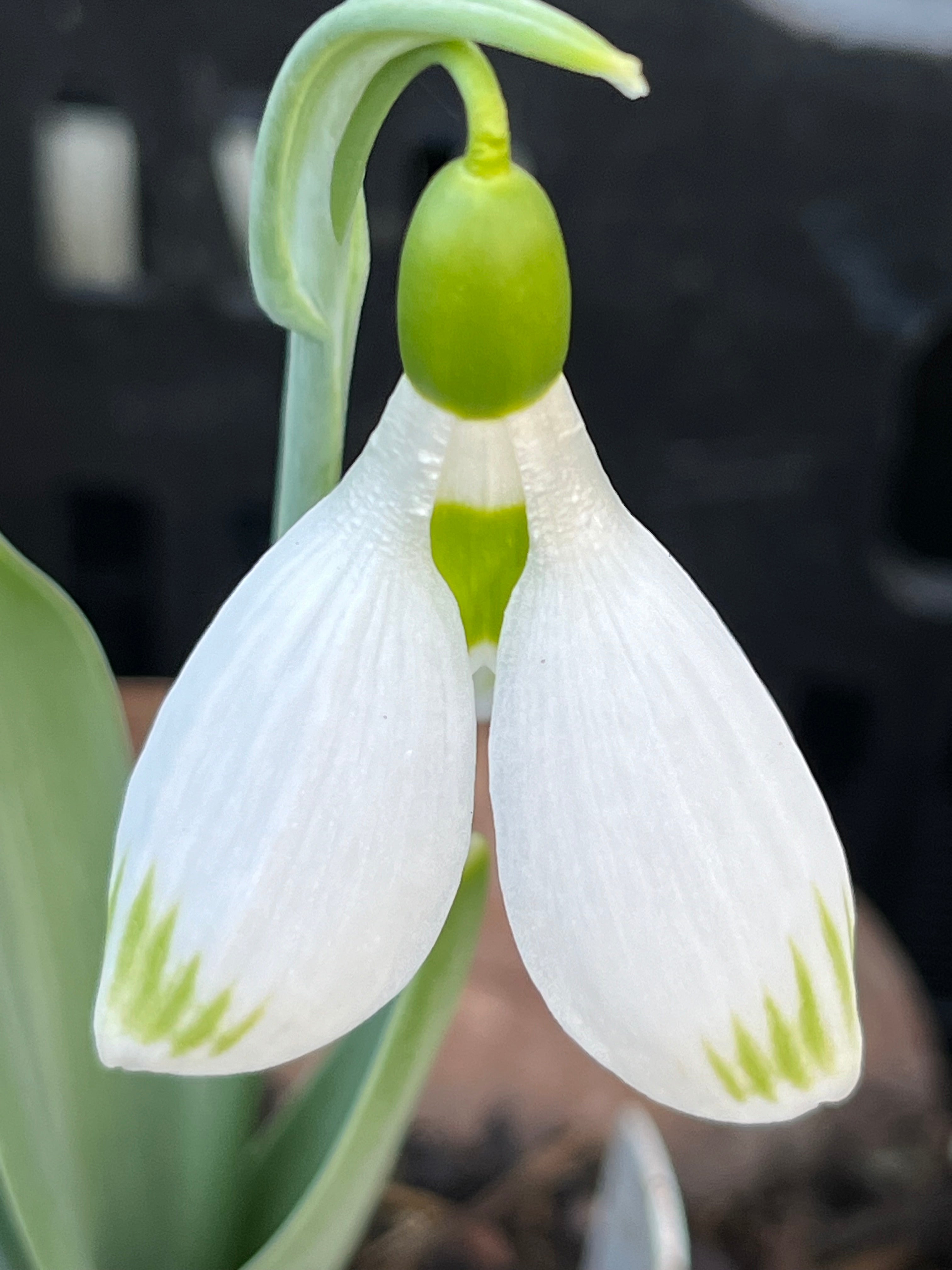 Galanthus ‘Blowsy'