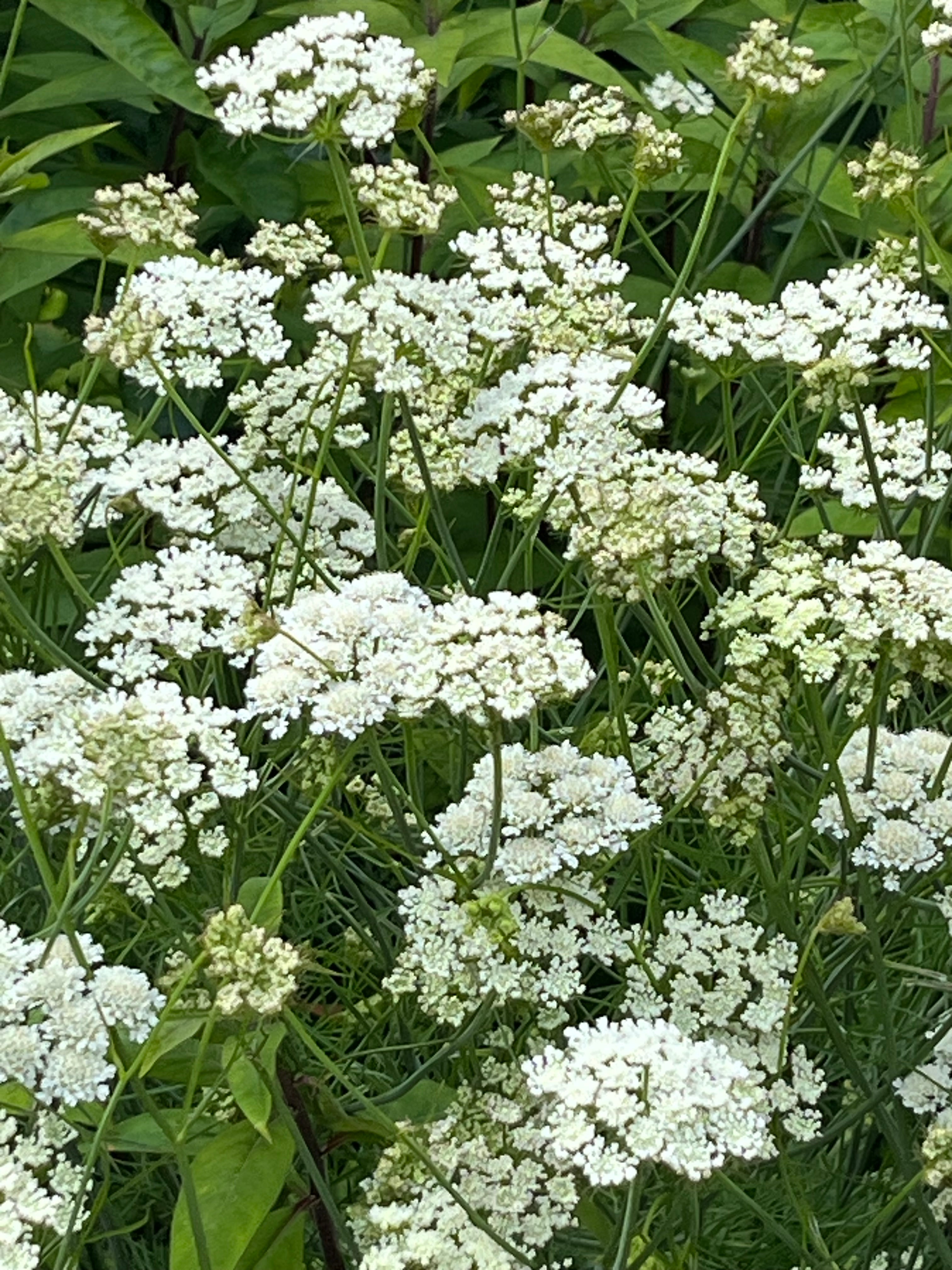 Oenanthe pimpinelloides