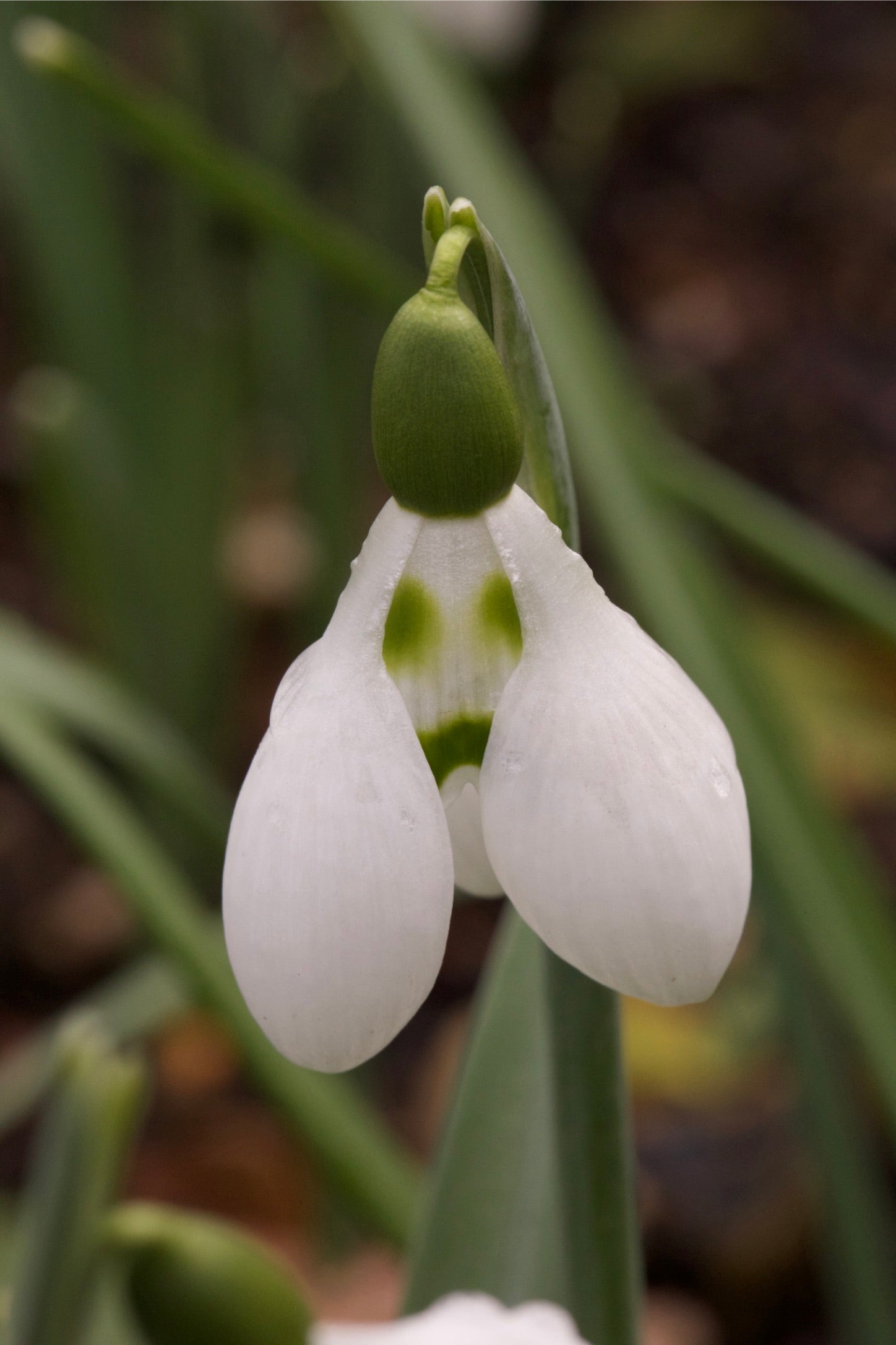 Galanthus ‘Son of a Gun’