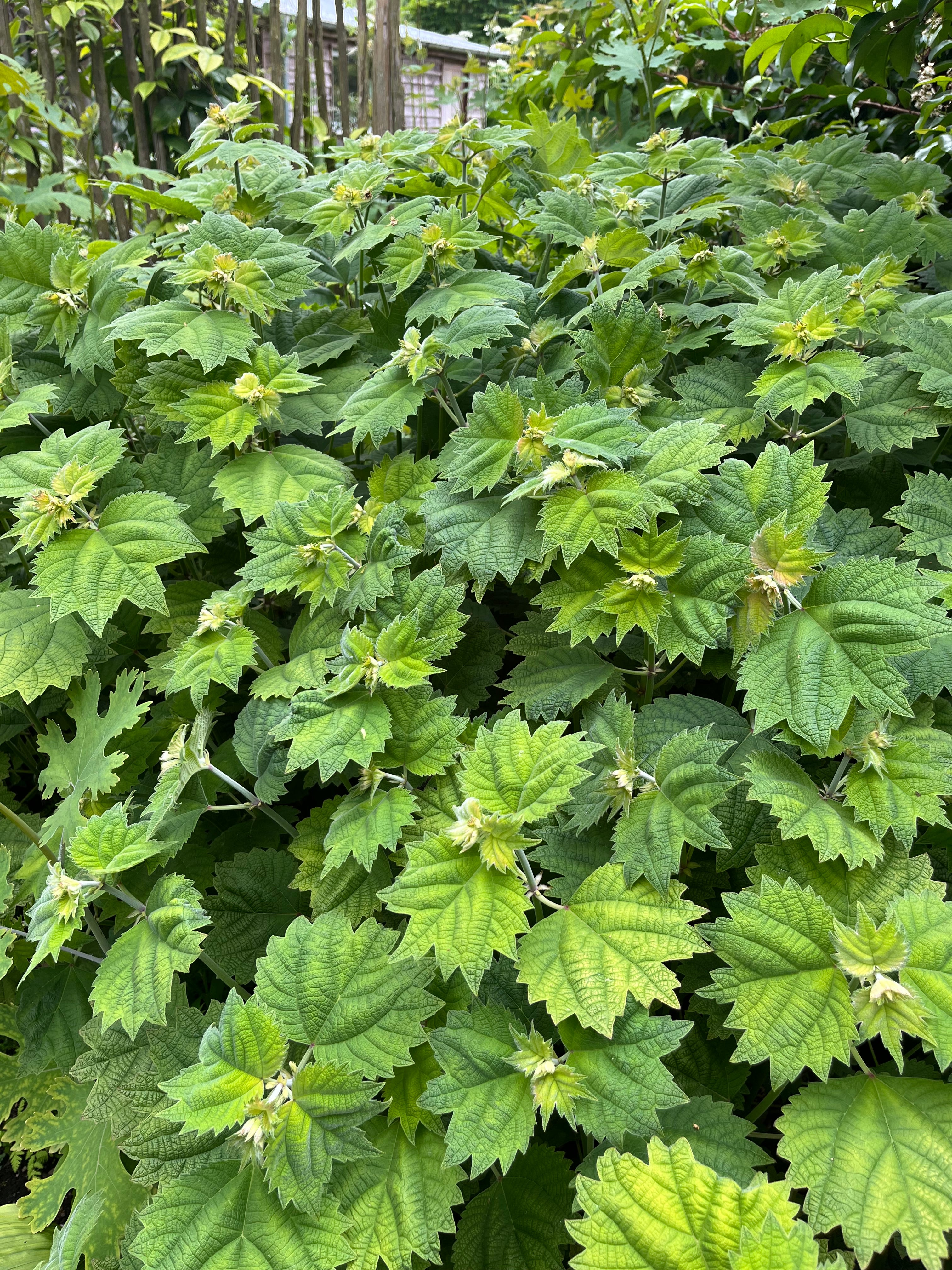 Boehmeria platanifolia