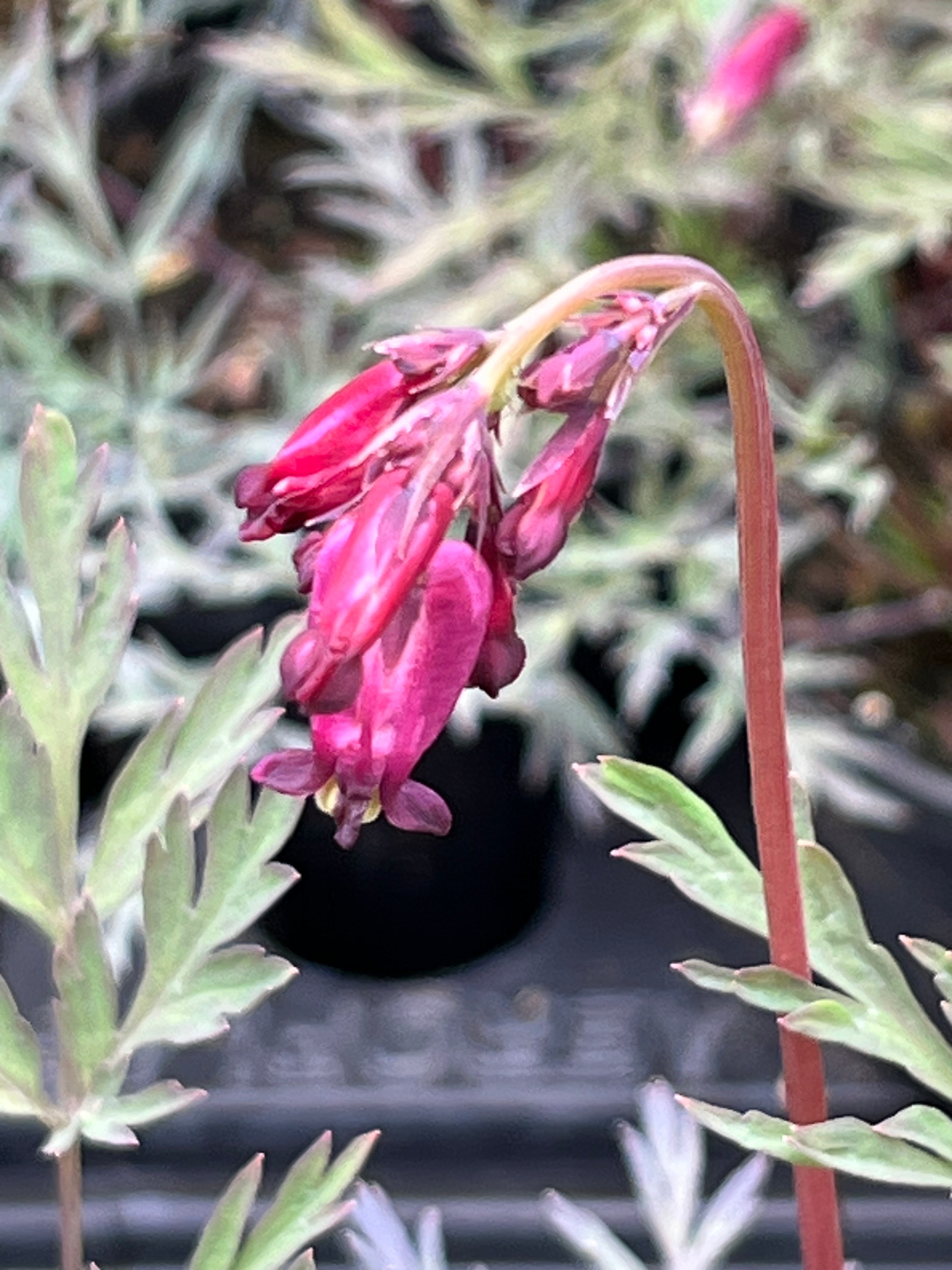 Dicentra formosa 'Filigree'