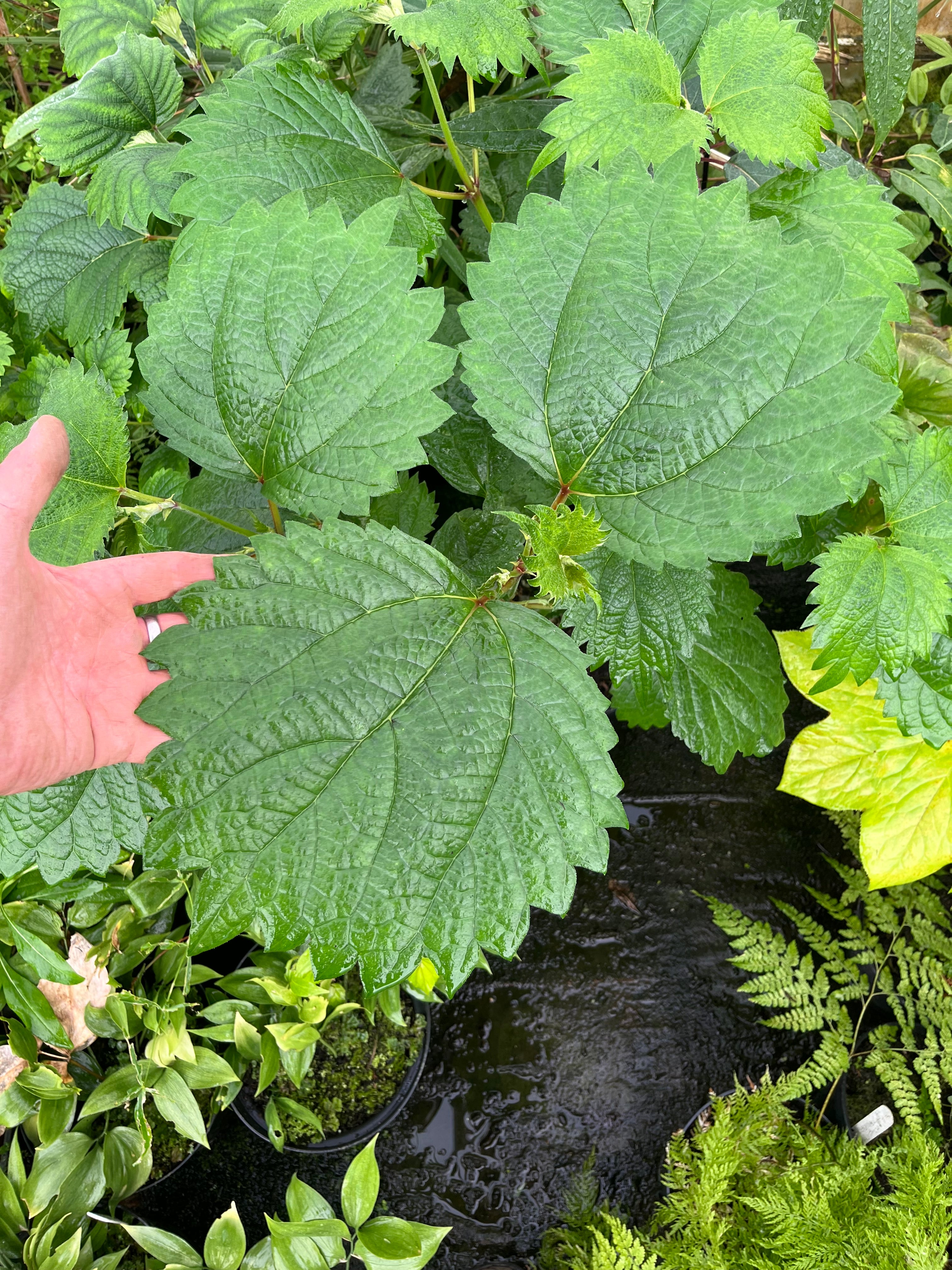 Boehmeria 'Kyushu Rikishi'