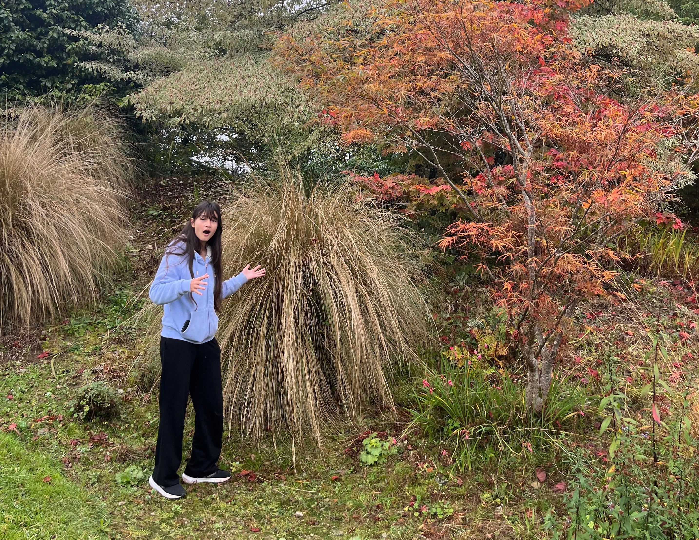 Chionochloa rubra