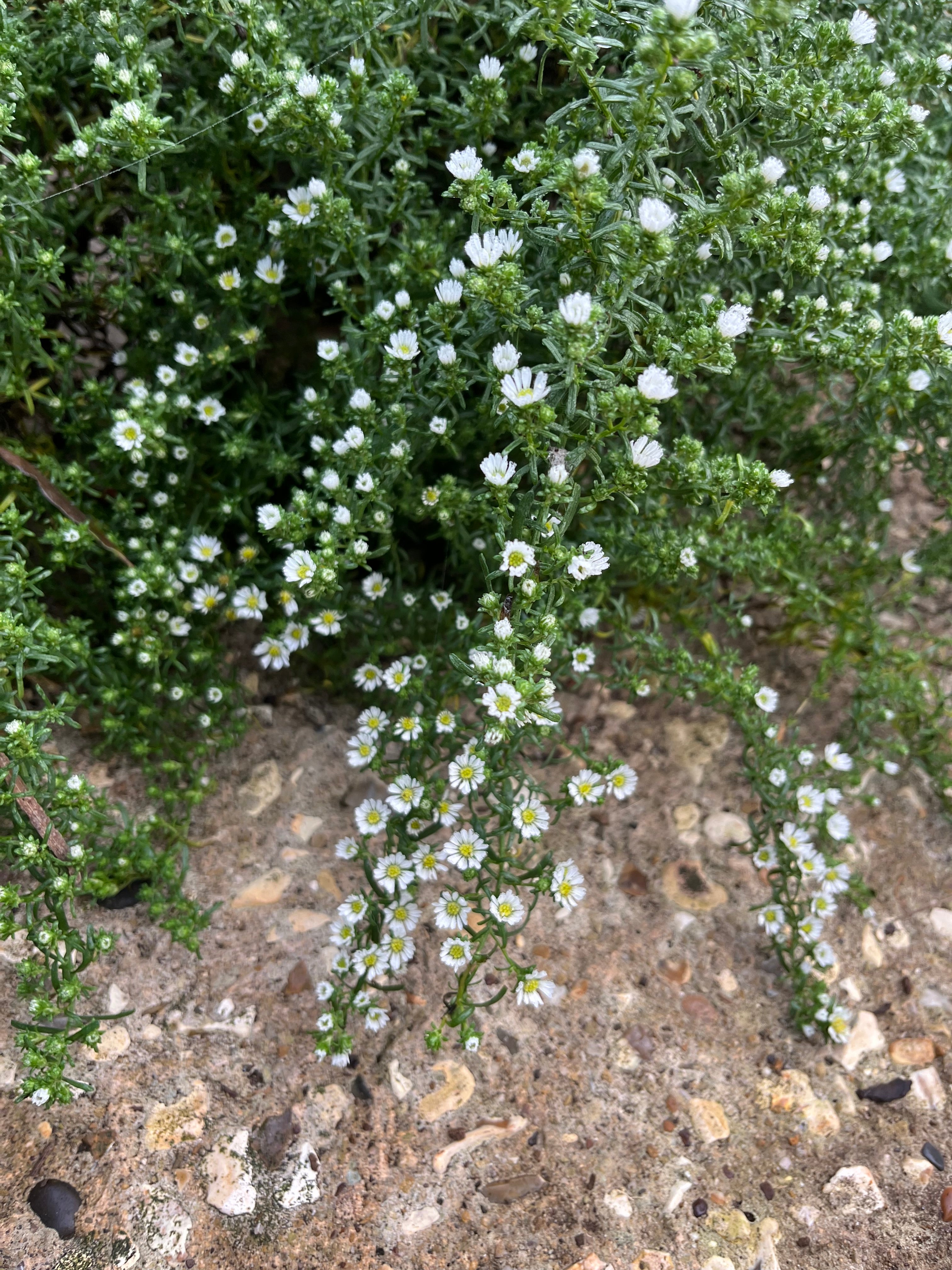 Symphyotrichum ericoides f. prostratum ‘Snow Flurry’ AGM