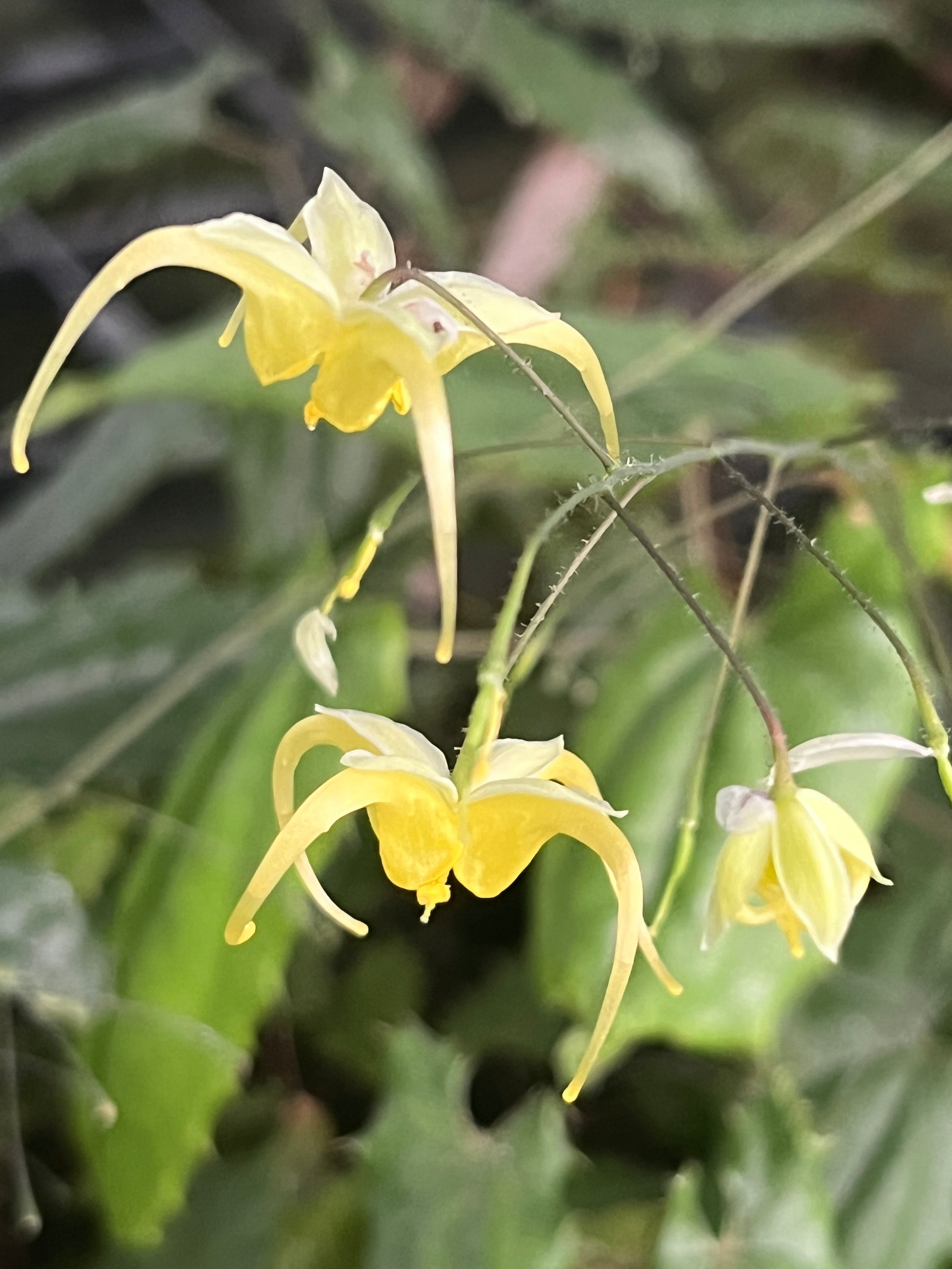 Epimedium illicifolium