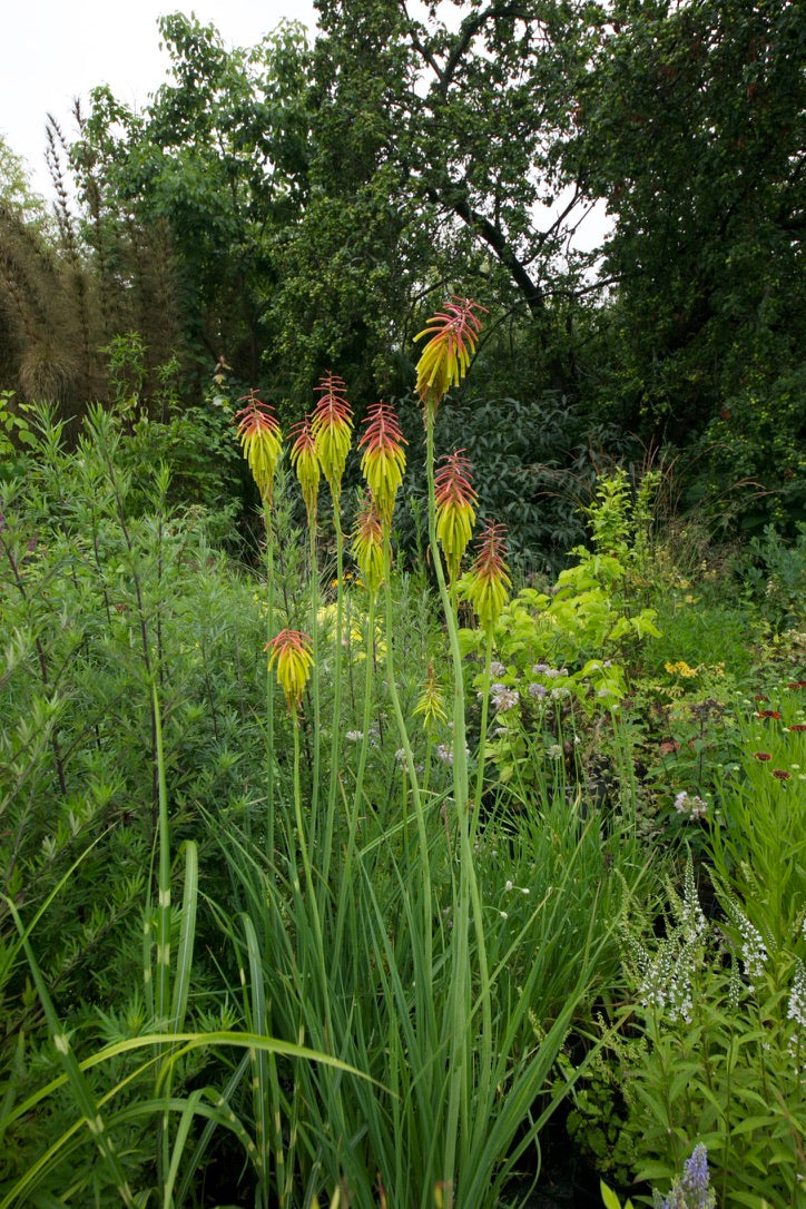 Kniphofia rufa