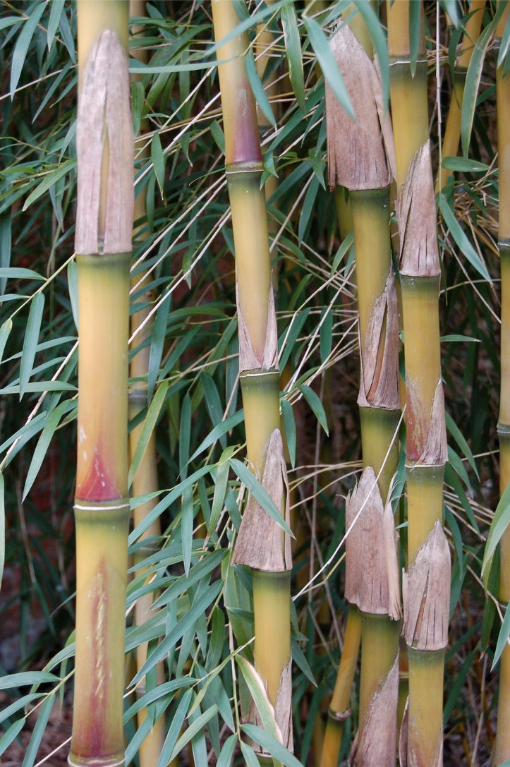 Chusquea gigantea AGM