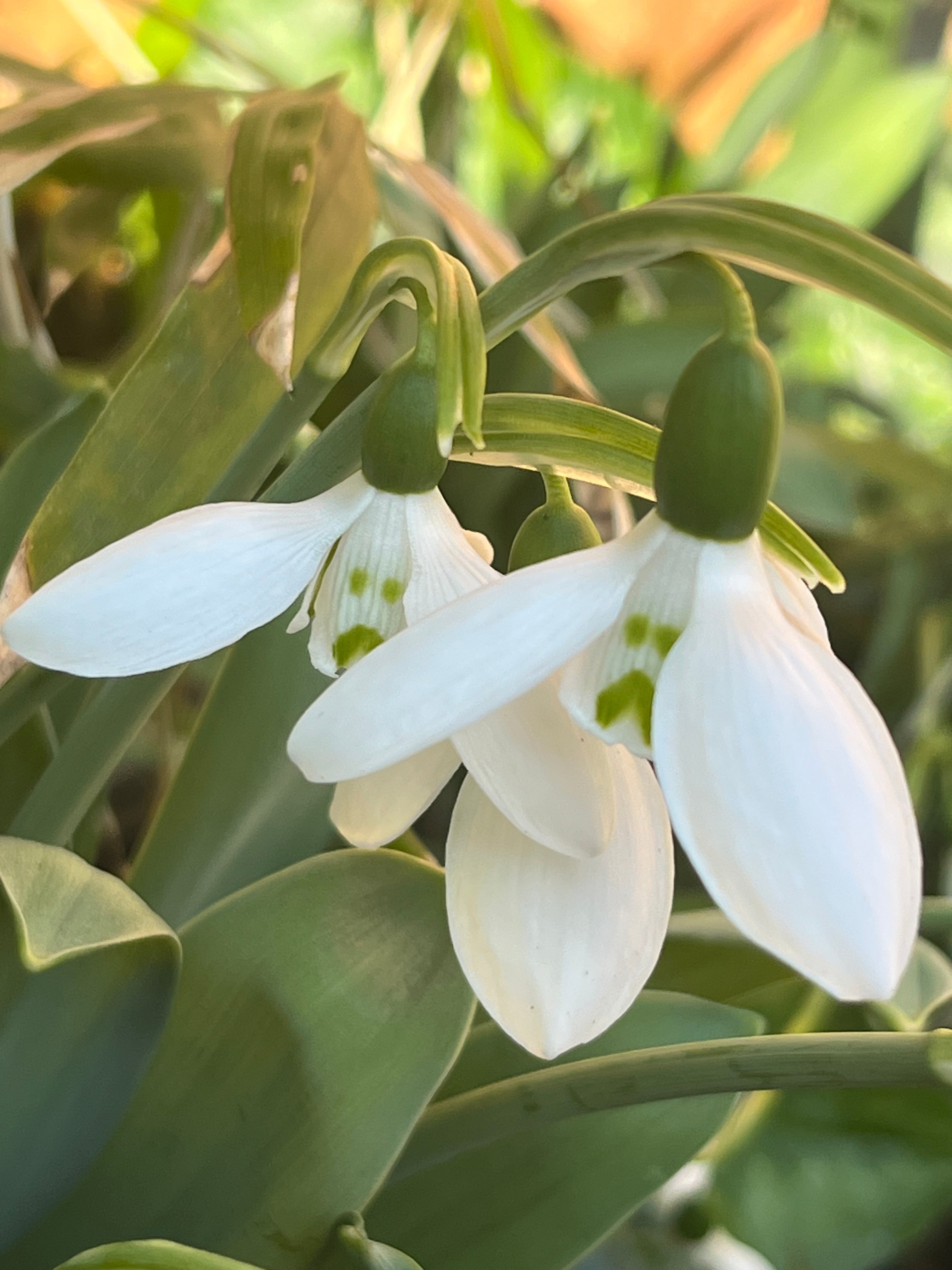 Galanthus elwesii ‘El Bandito’