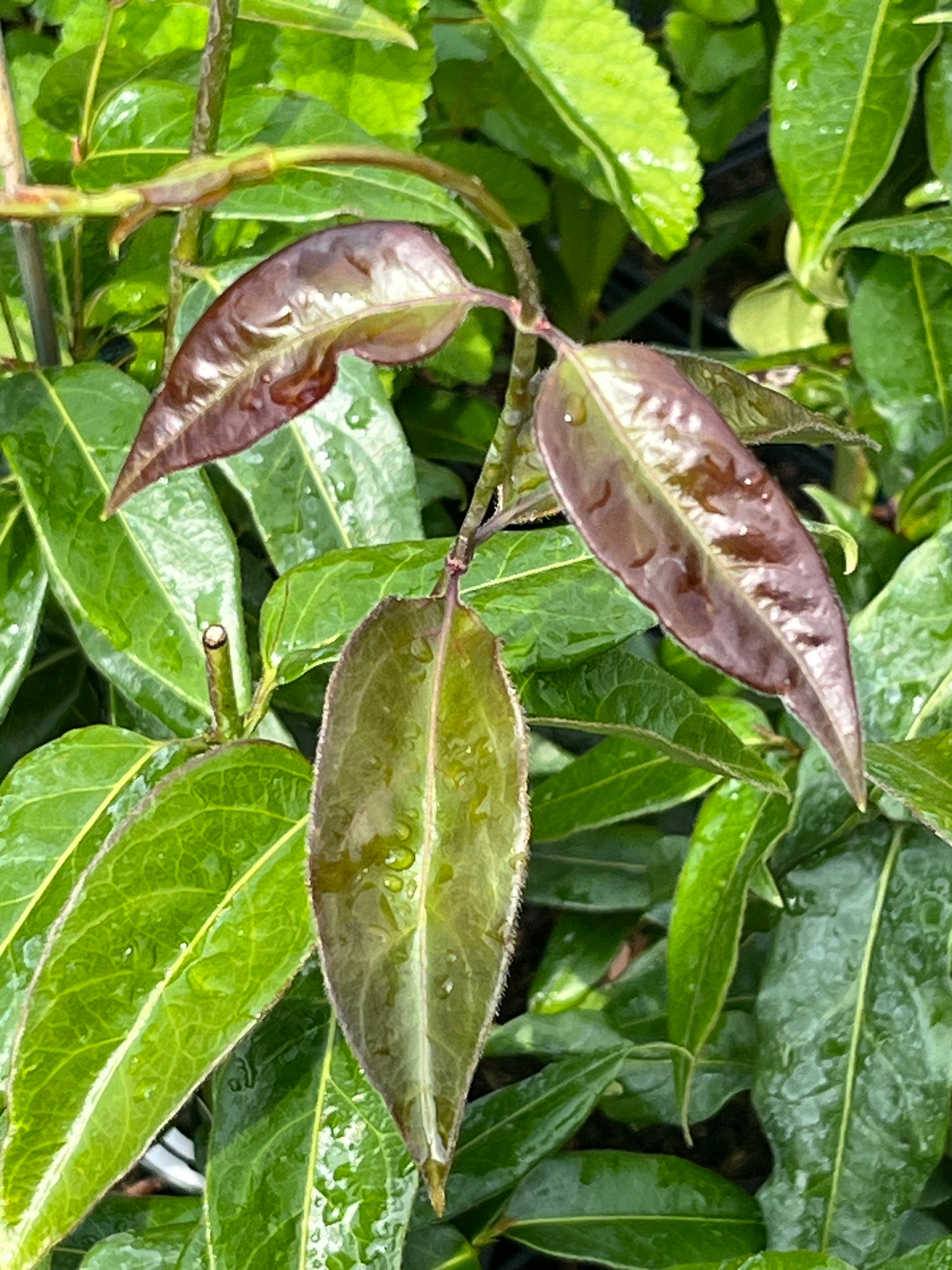 Lonicera henryi 'Copper Beauty'