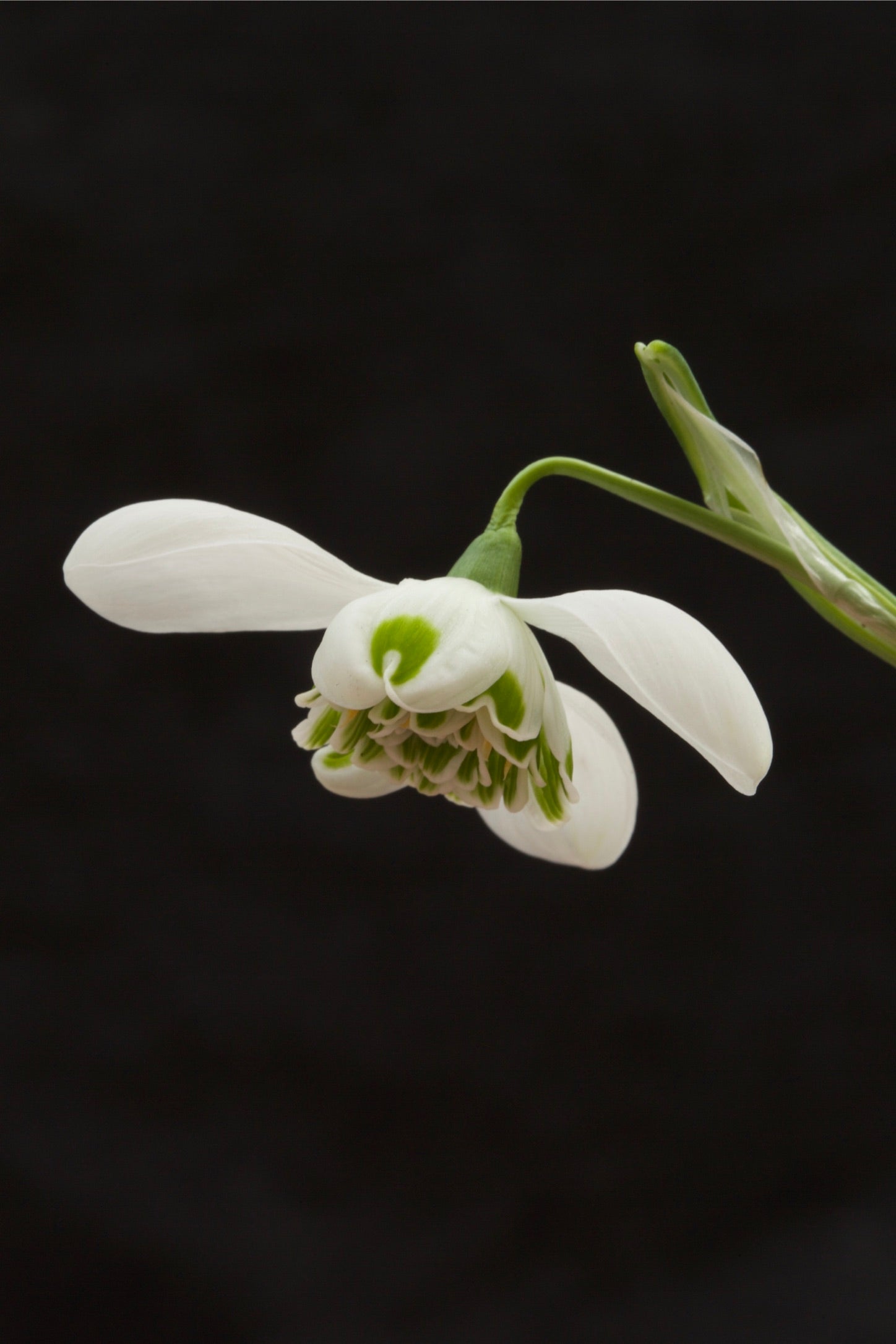 Galanthus ‘Hyppolyta’