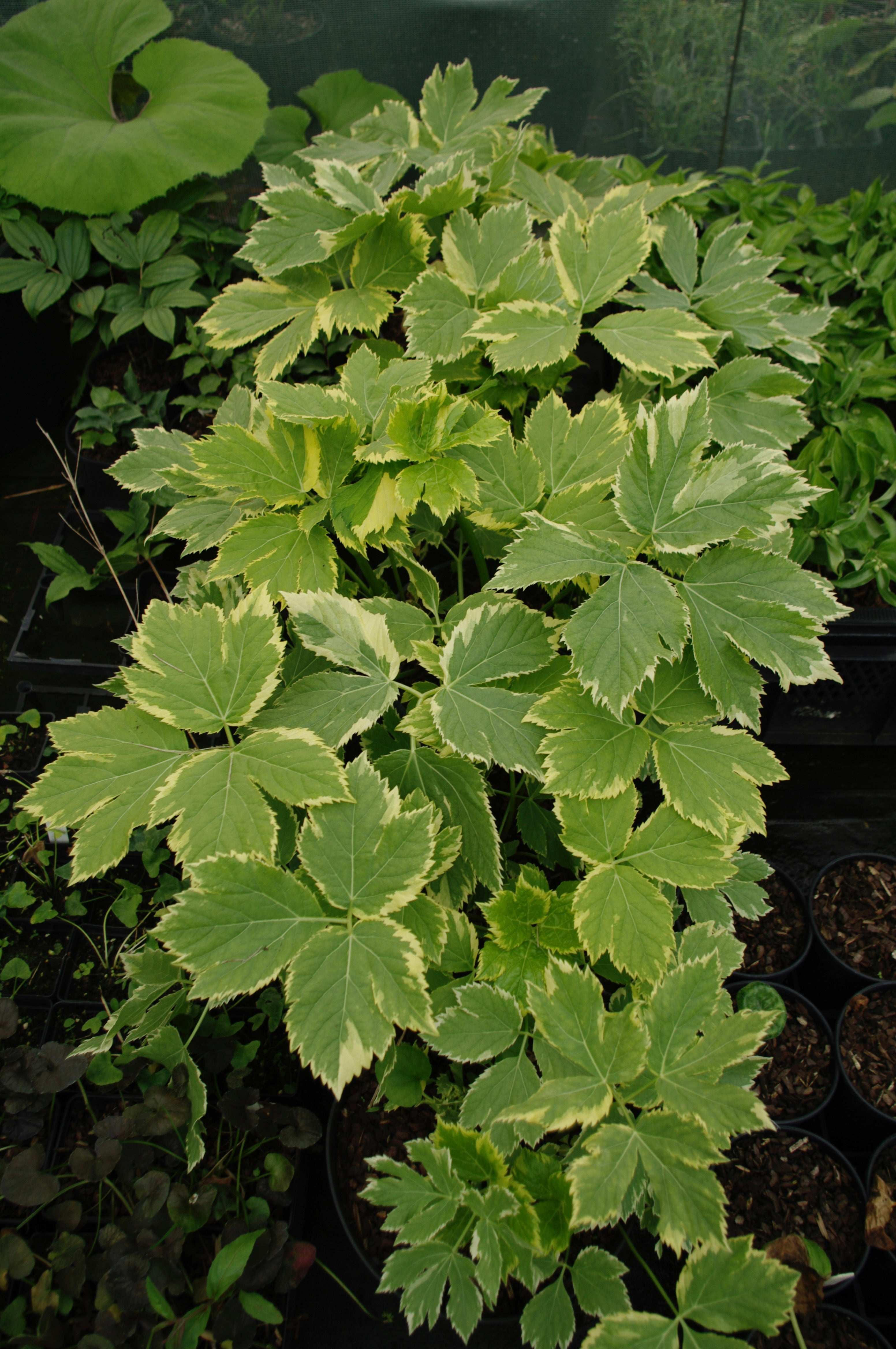 Peucedanum ostruthium ‘Daphnis’