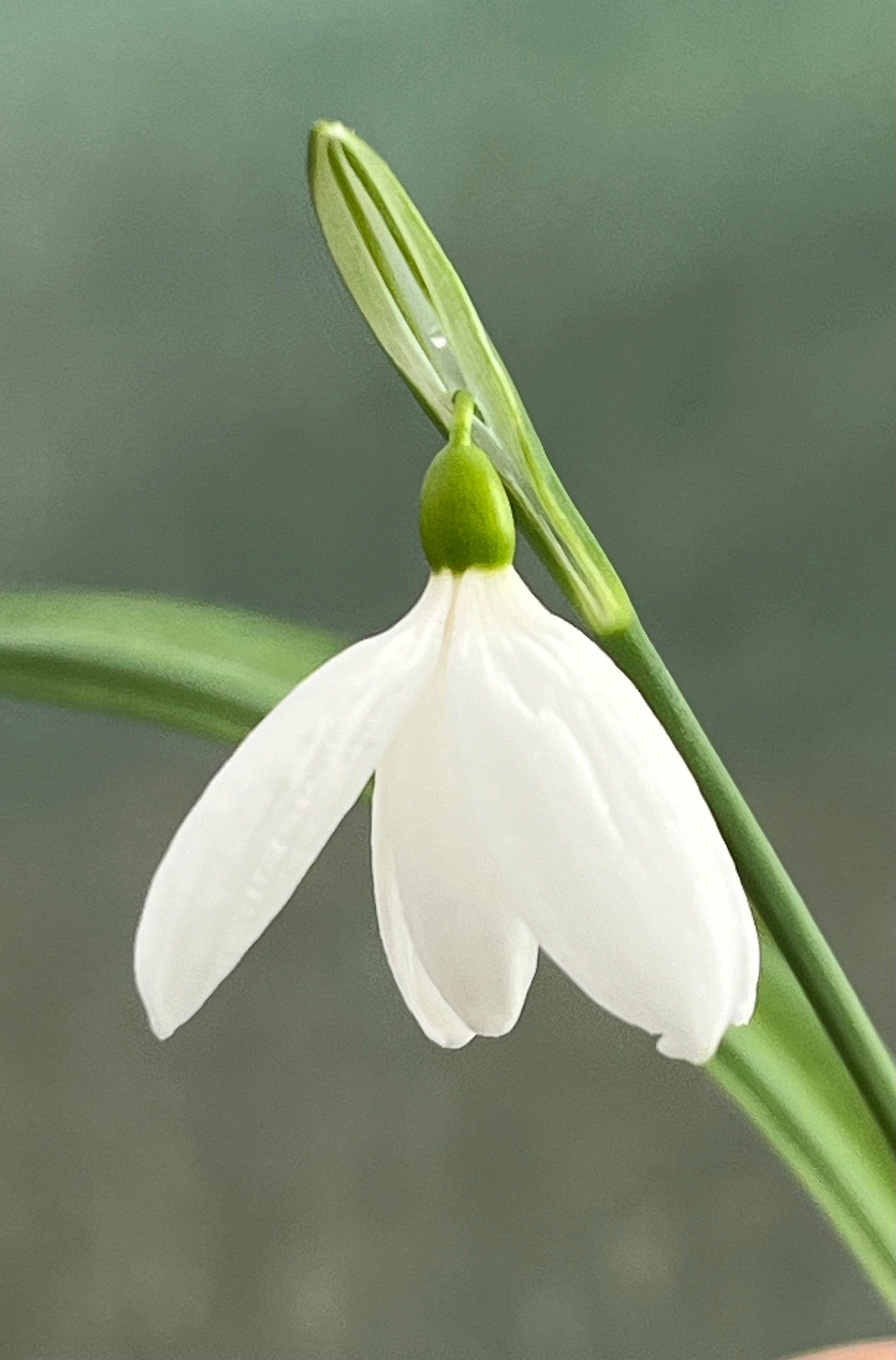 Galanthus ‘Bryan Hewitt’