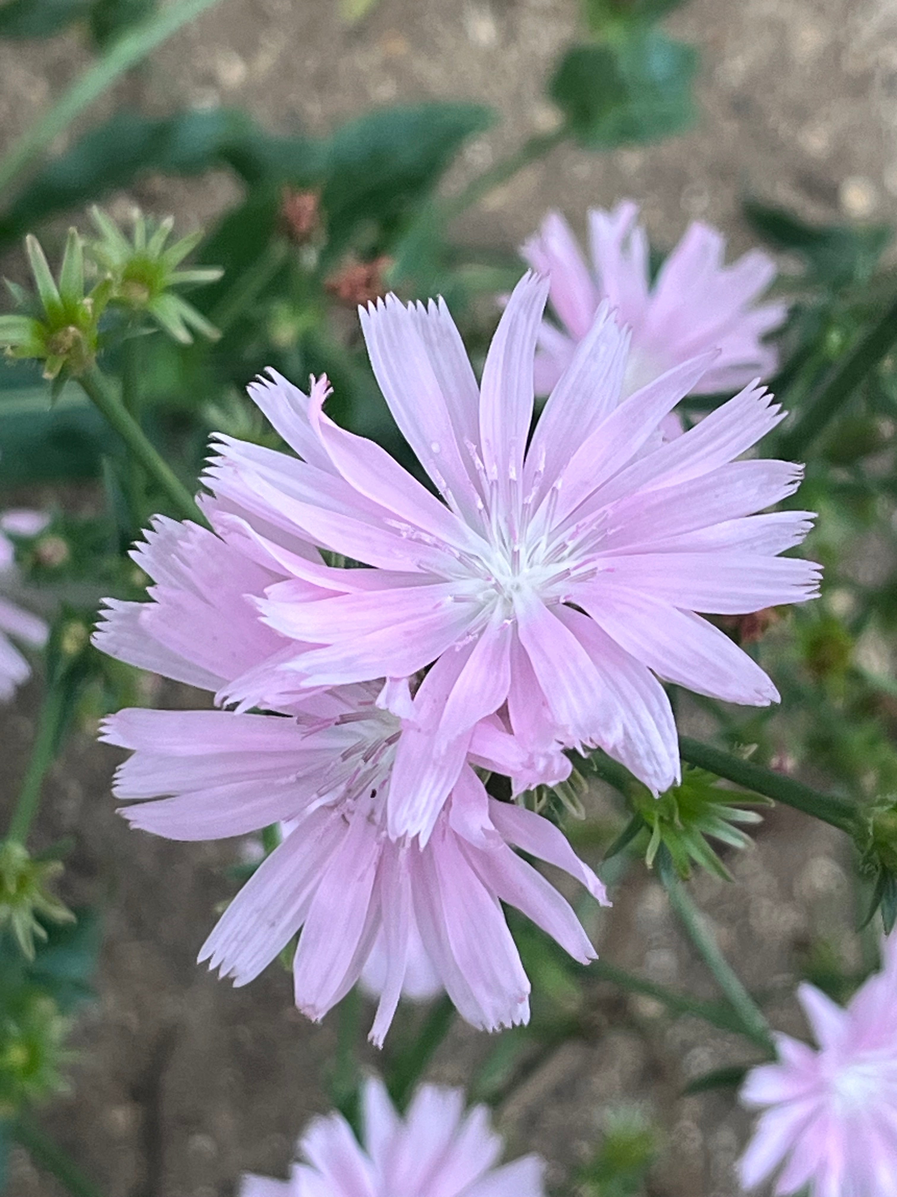 Cichorium intybus 'Roseum'