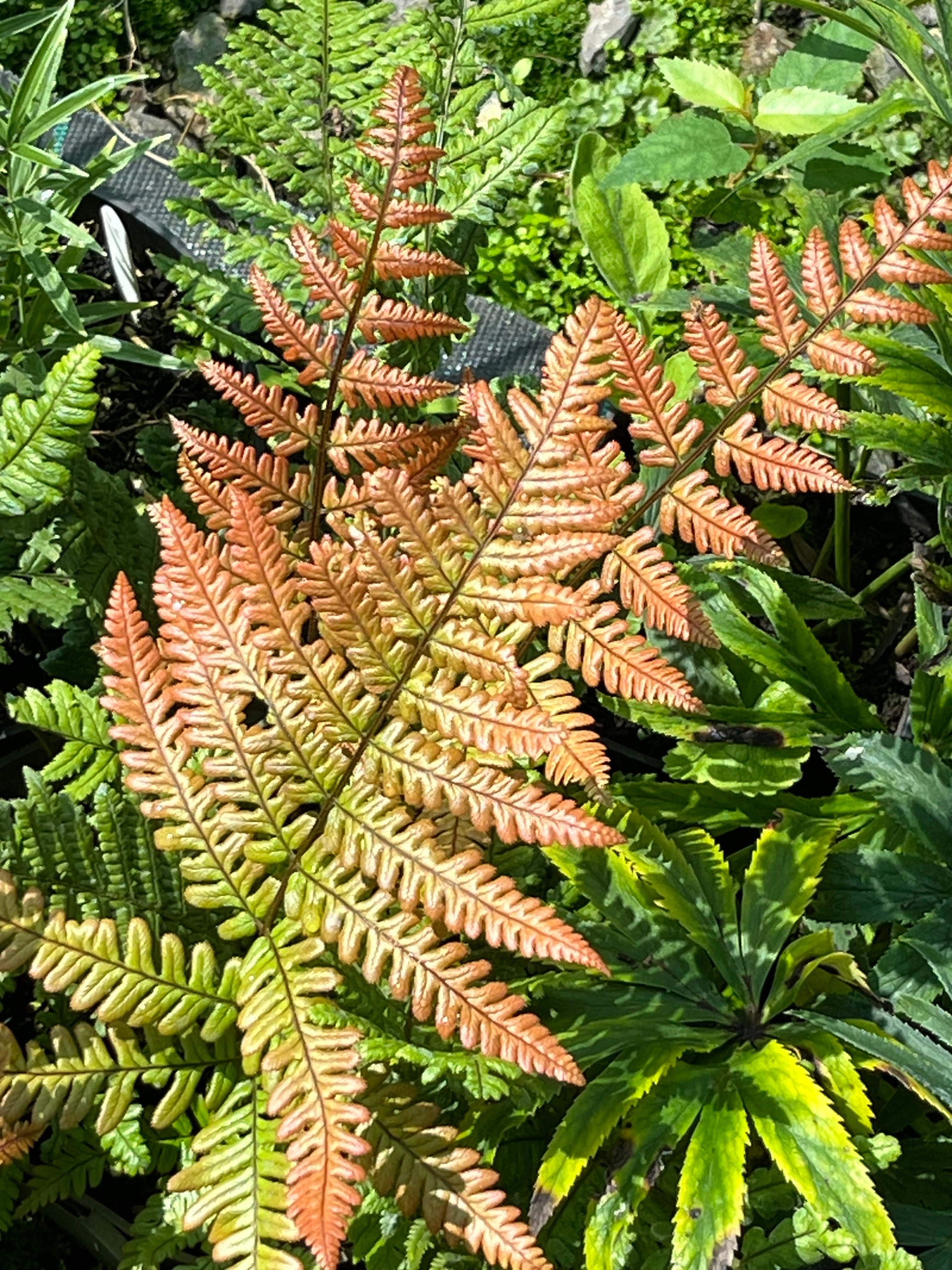 Dryopteris lepidopoda