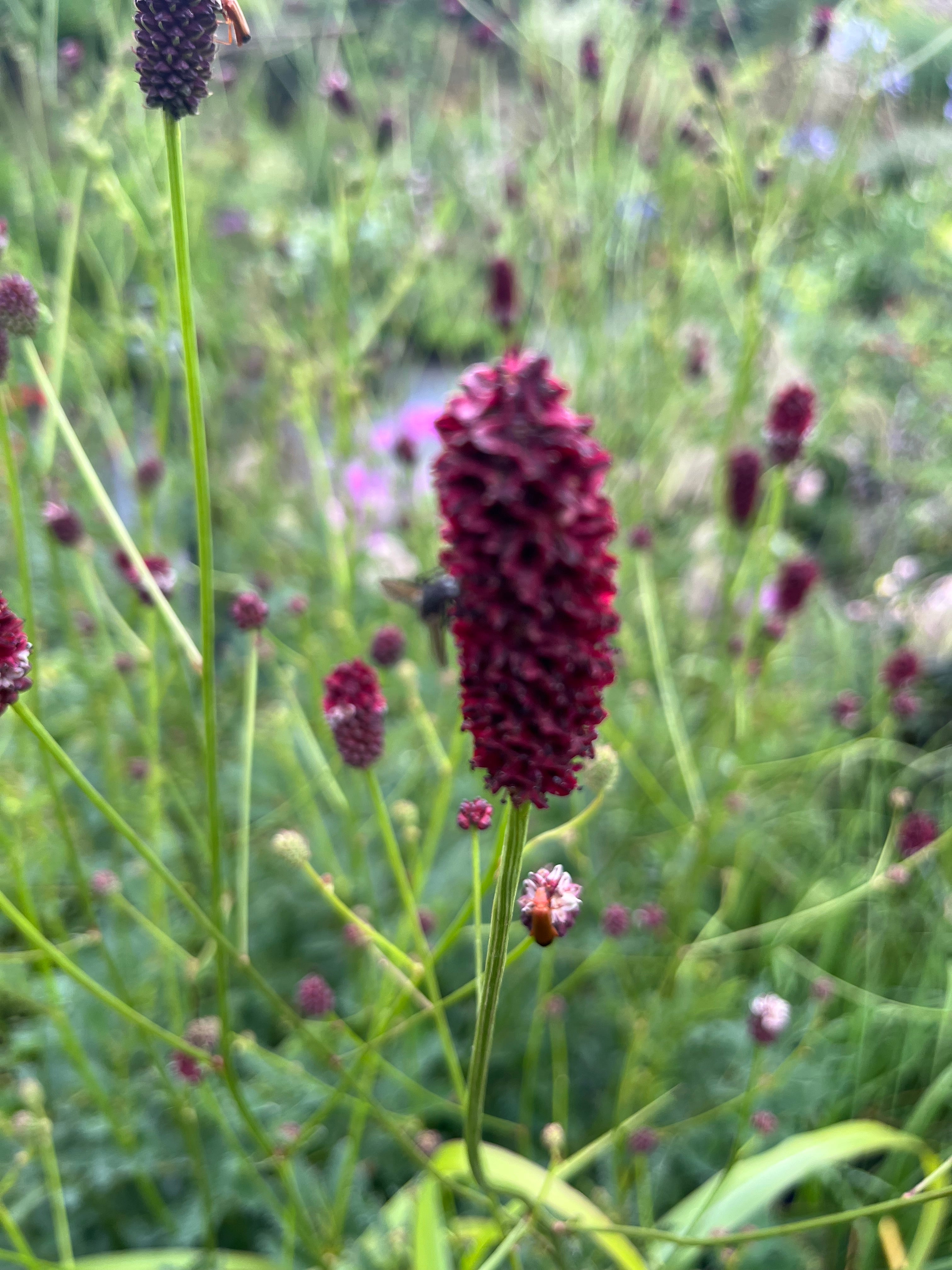 Sanguisorba officinalis ‘Red Thunder’
