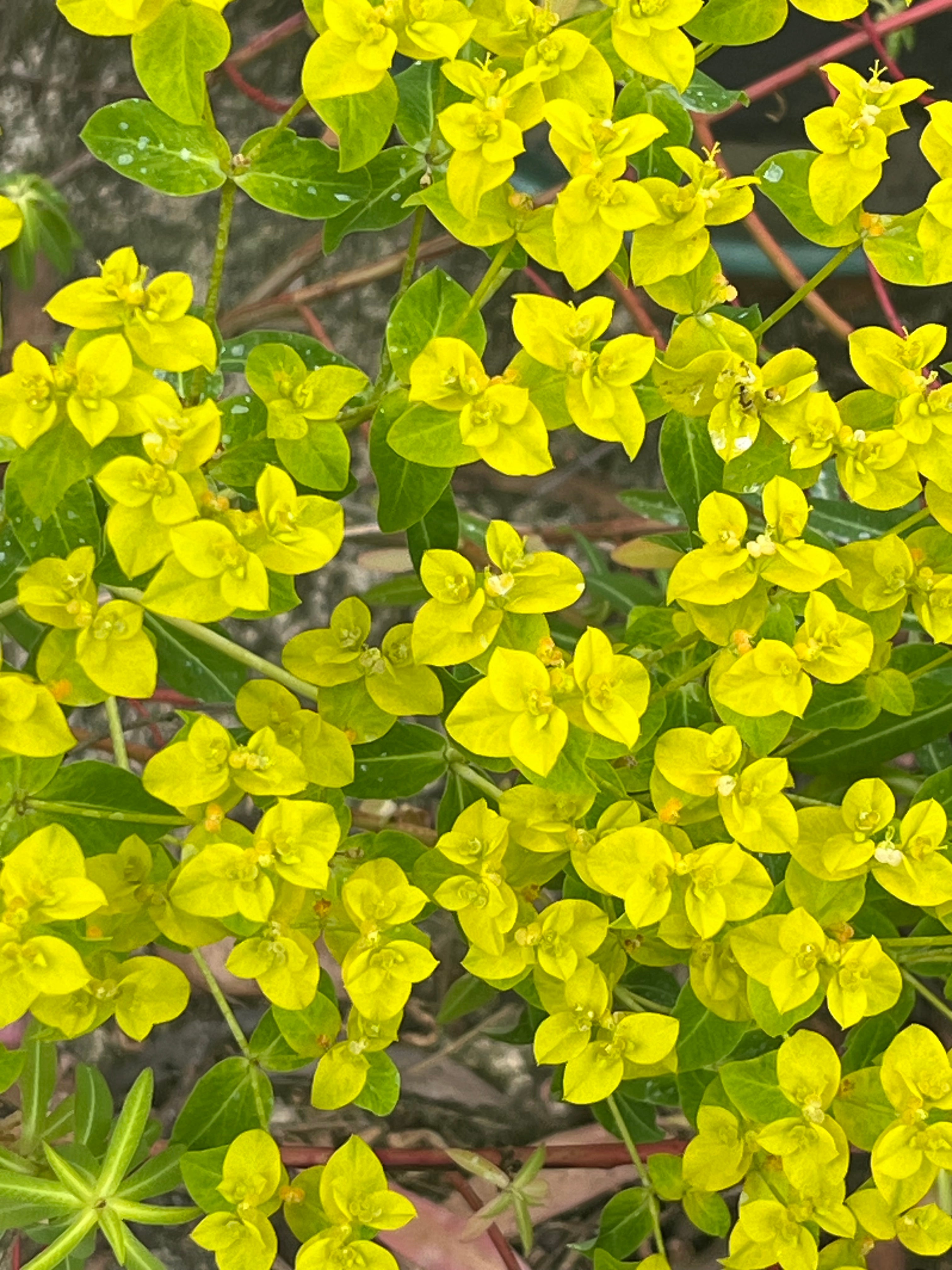 Euphorbia ceratocarpa 'Fromefield Gold'