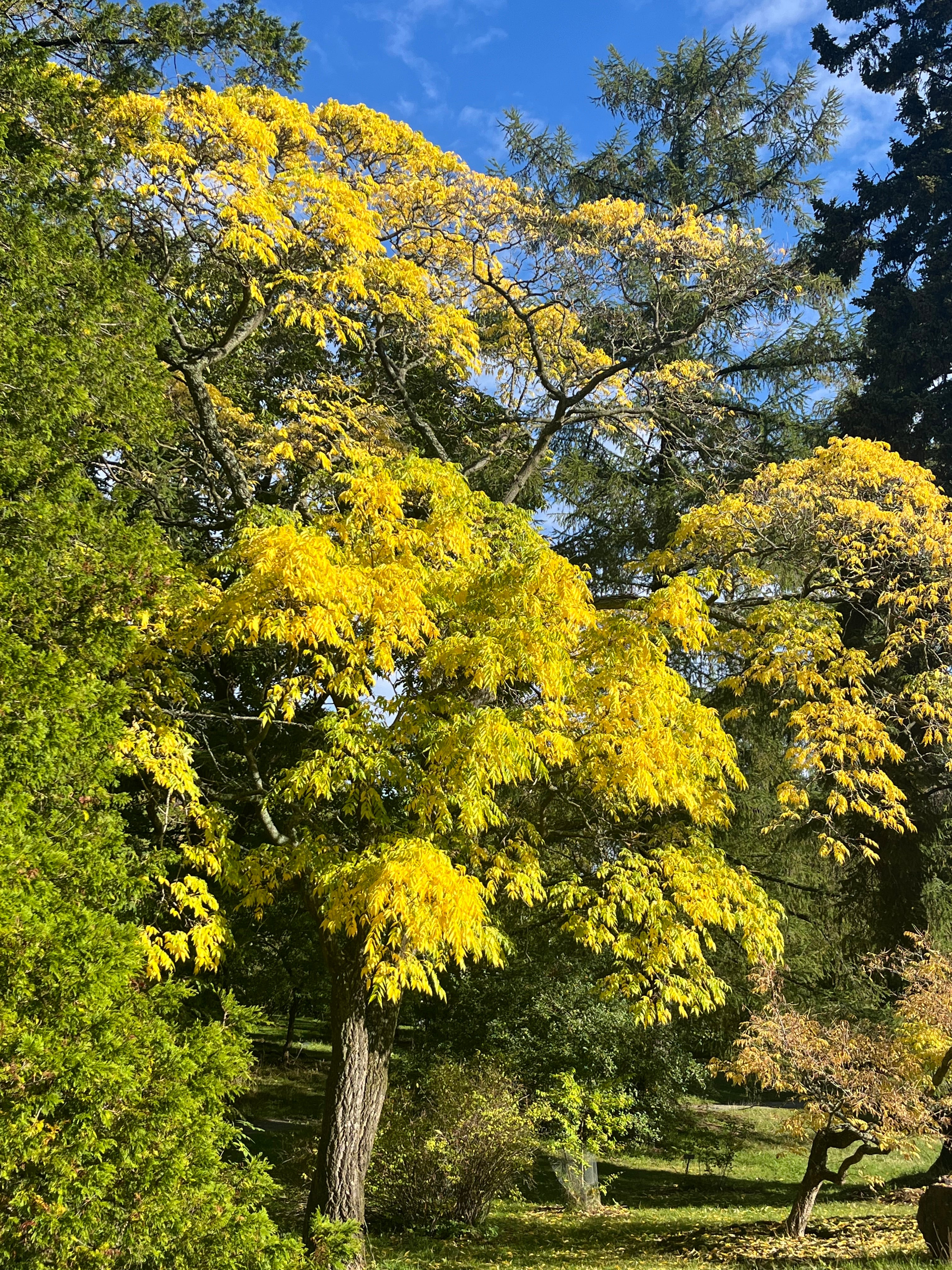 Phellodendron amurense