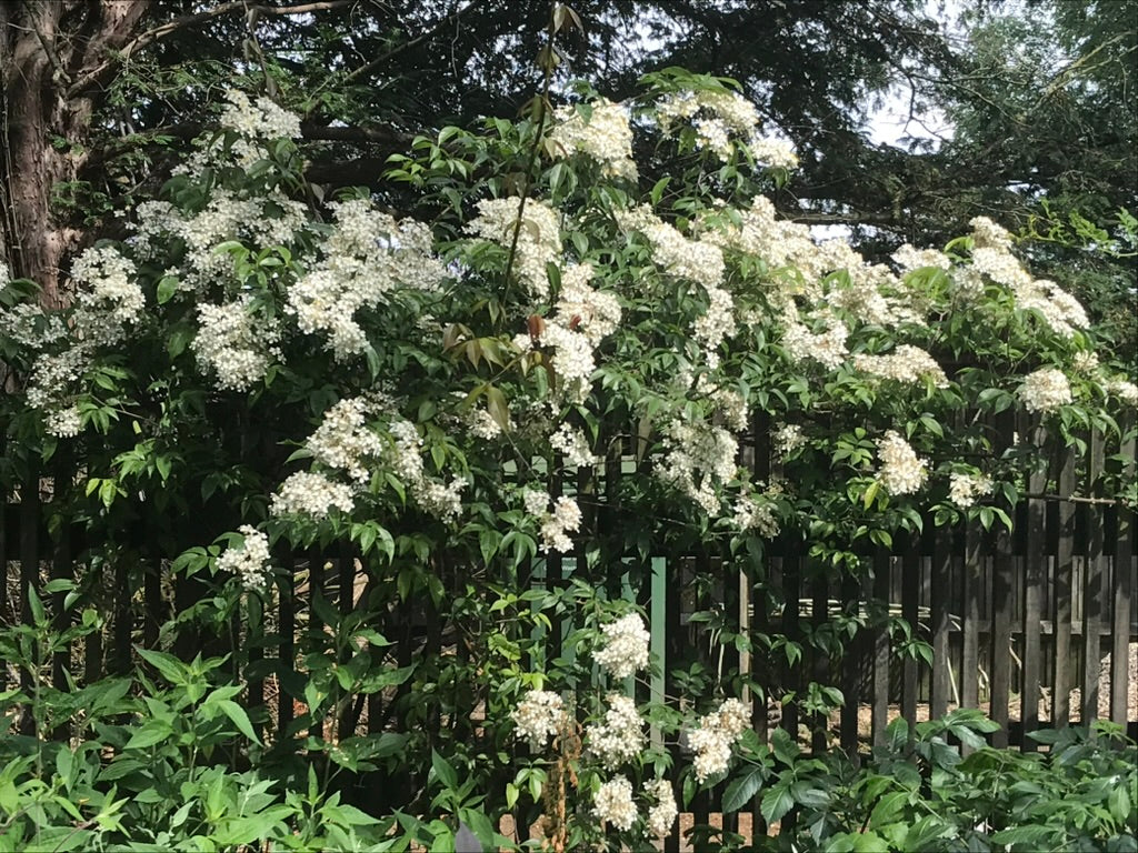 Rosa cymosa