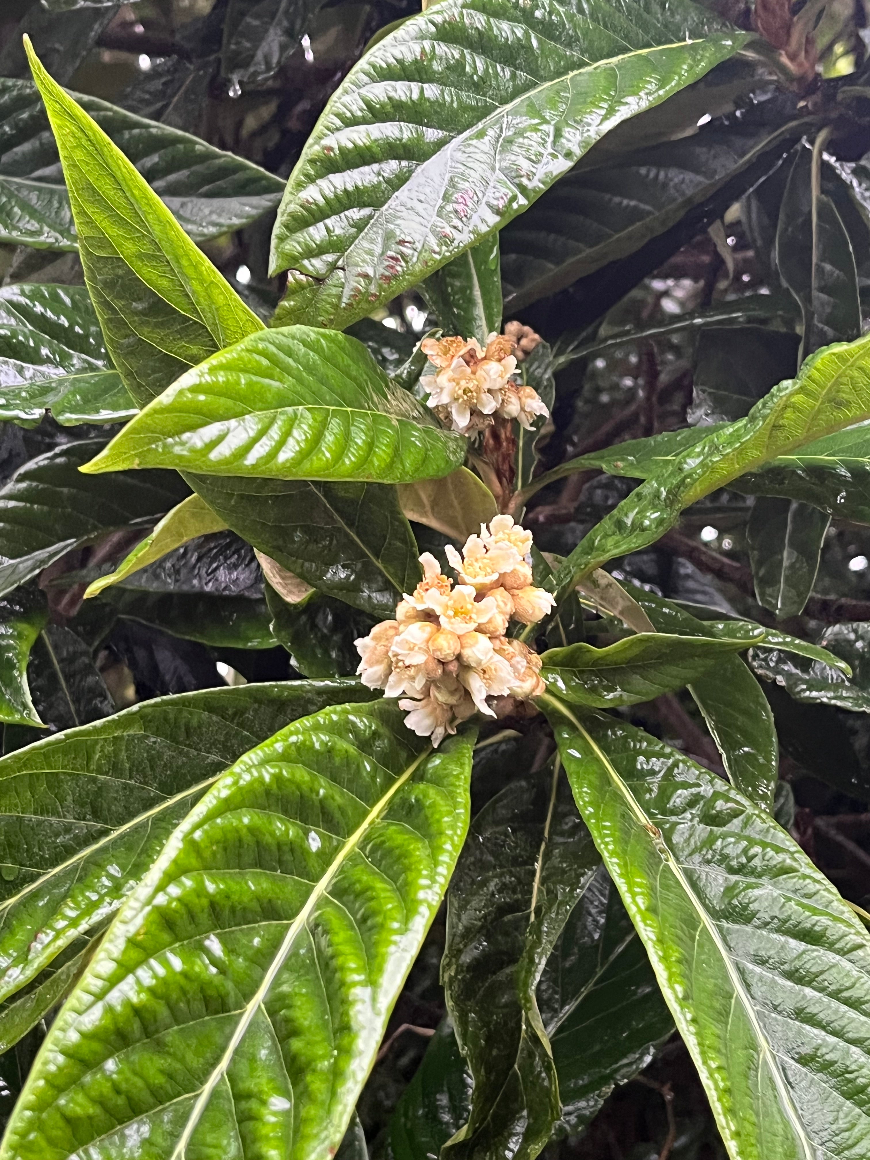 Eriobotrya japonica