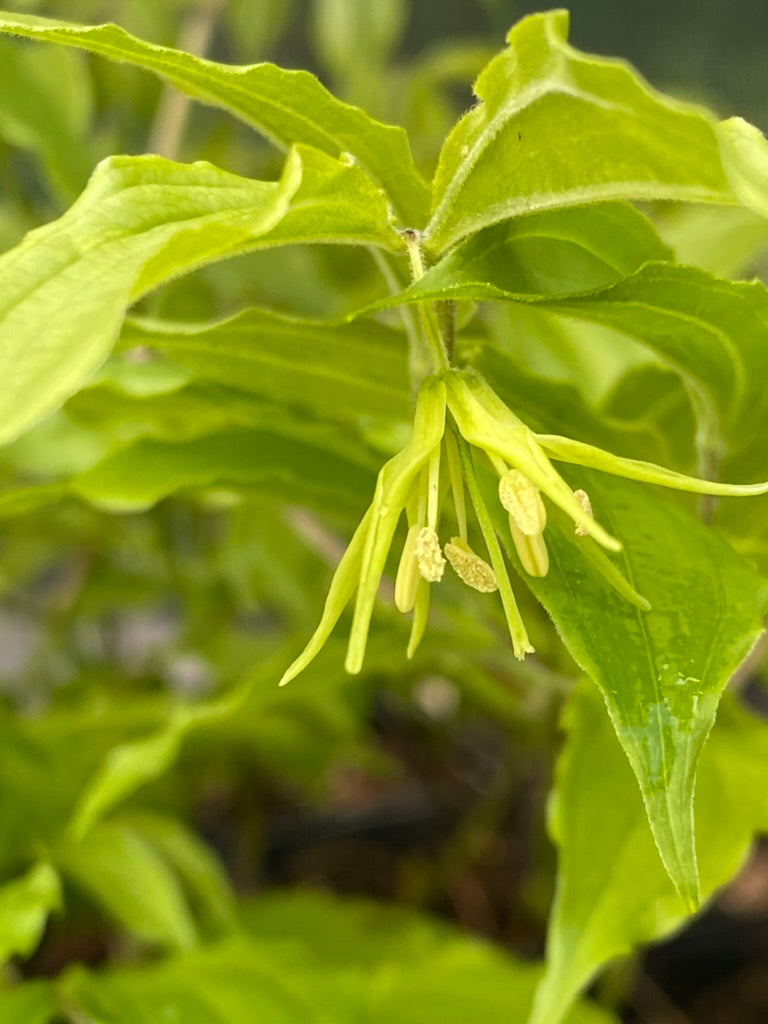 Disporum (Prosartes) lanuginosa