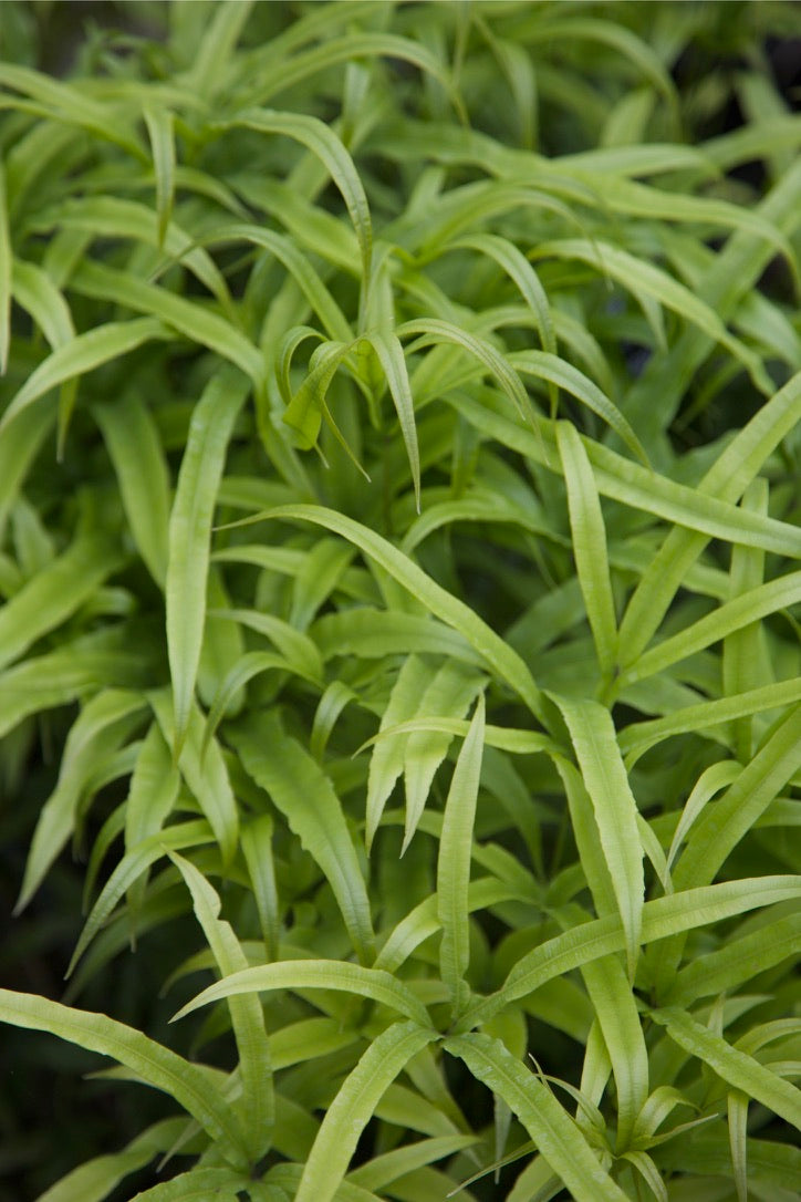 Pteris umbrosa