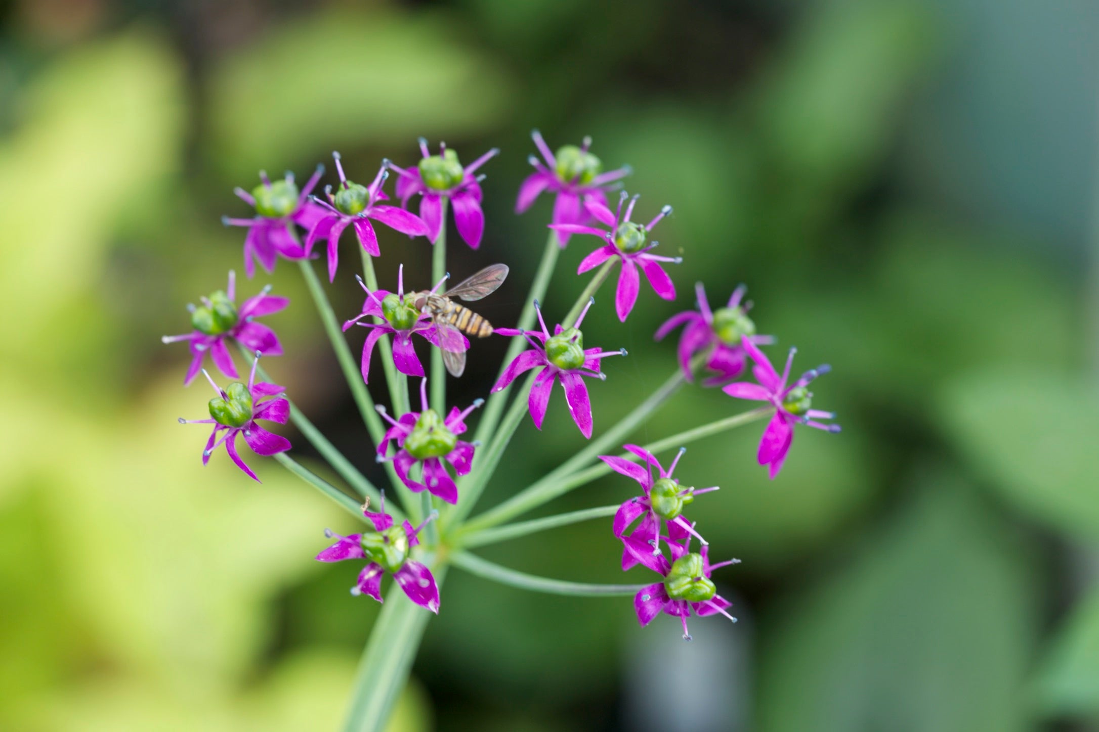 Allium wallichii