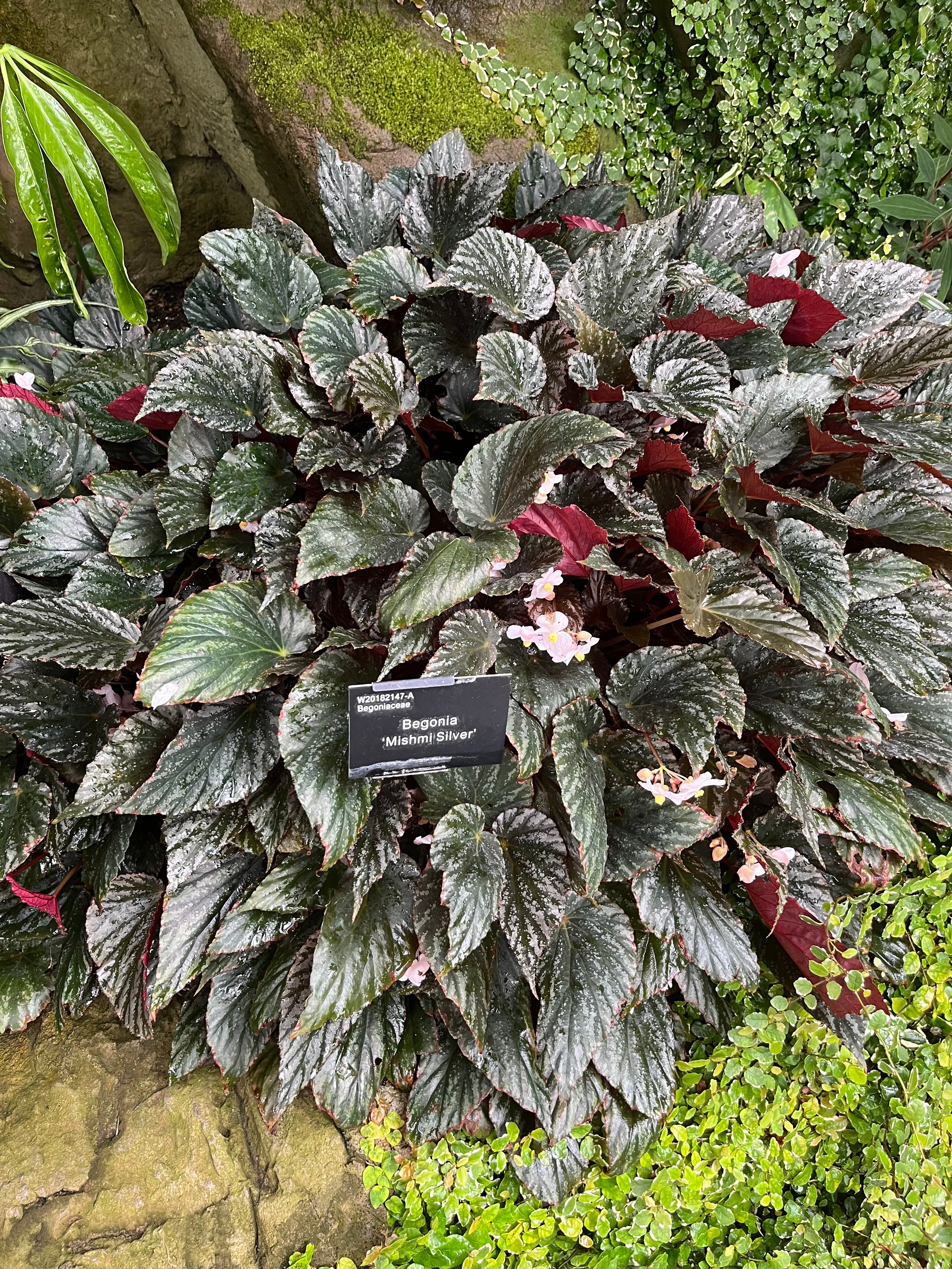 Begonia 'Mishmi Silver'