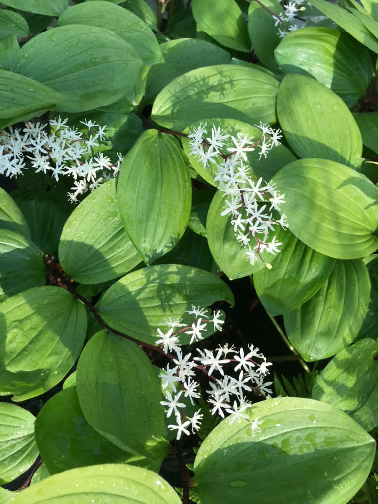 Maianthemum japonicum v. mandshurica BSWJ 7306