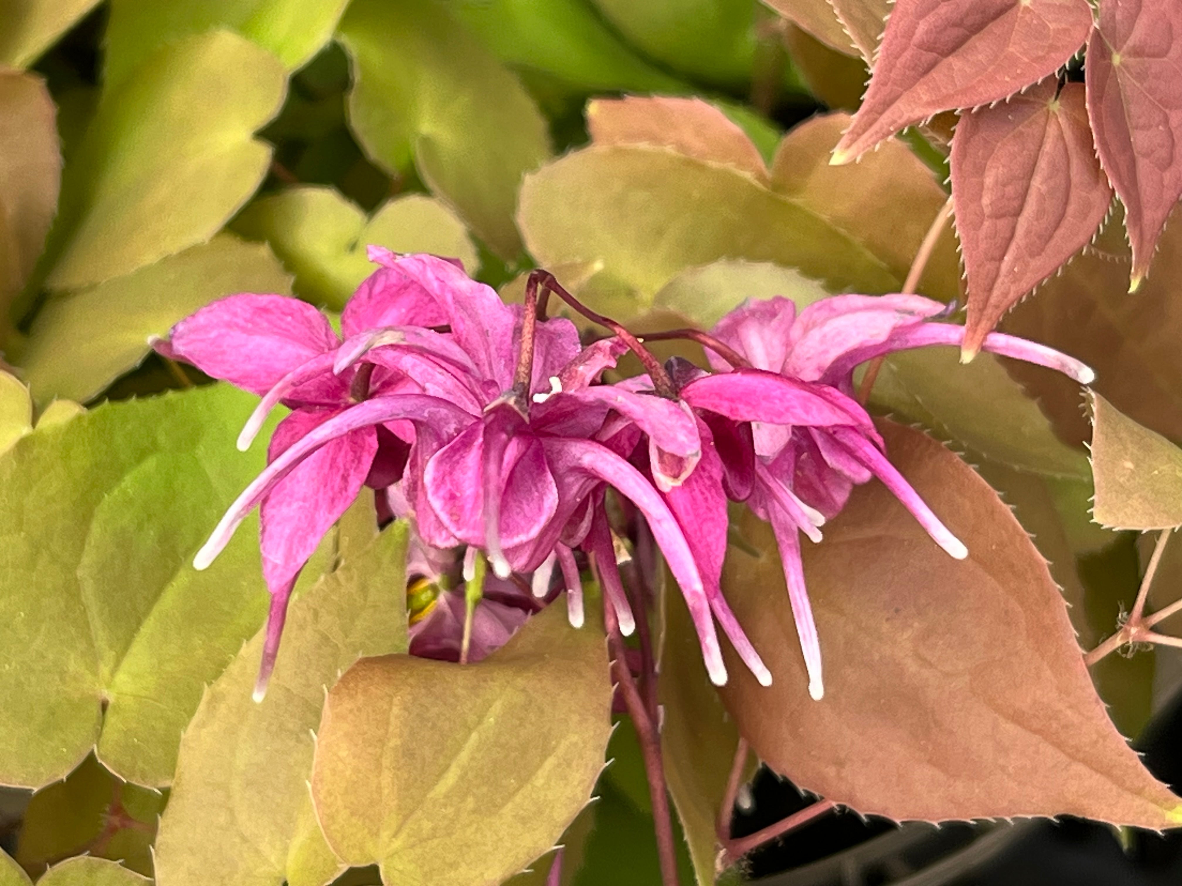 Epimedium grandiflorum ‘Crimson Queen’