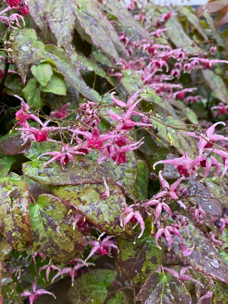 Epimedium ‘Pink Champagne’