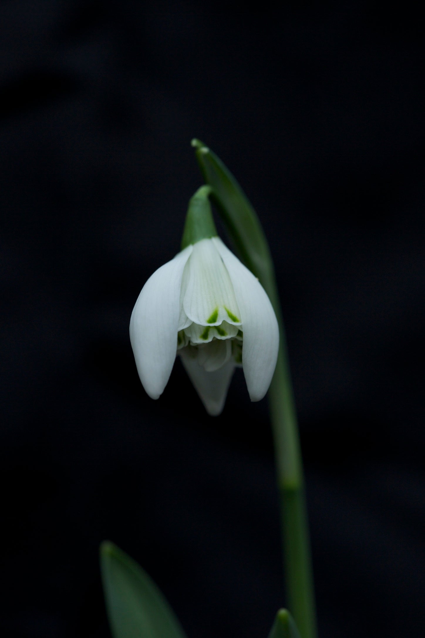 Galanthus ‘Lady Beatrice Stanley’