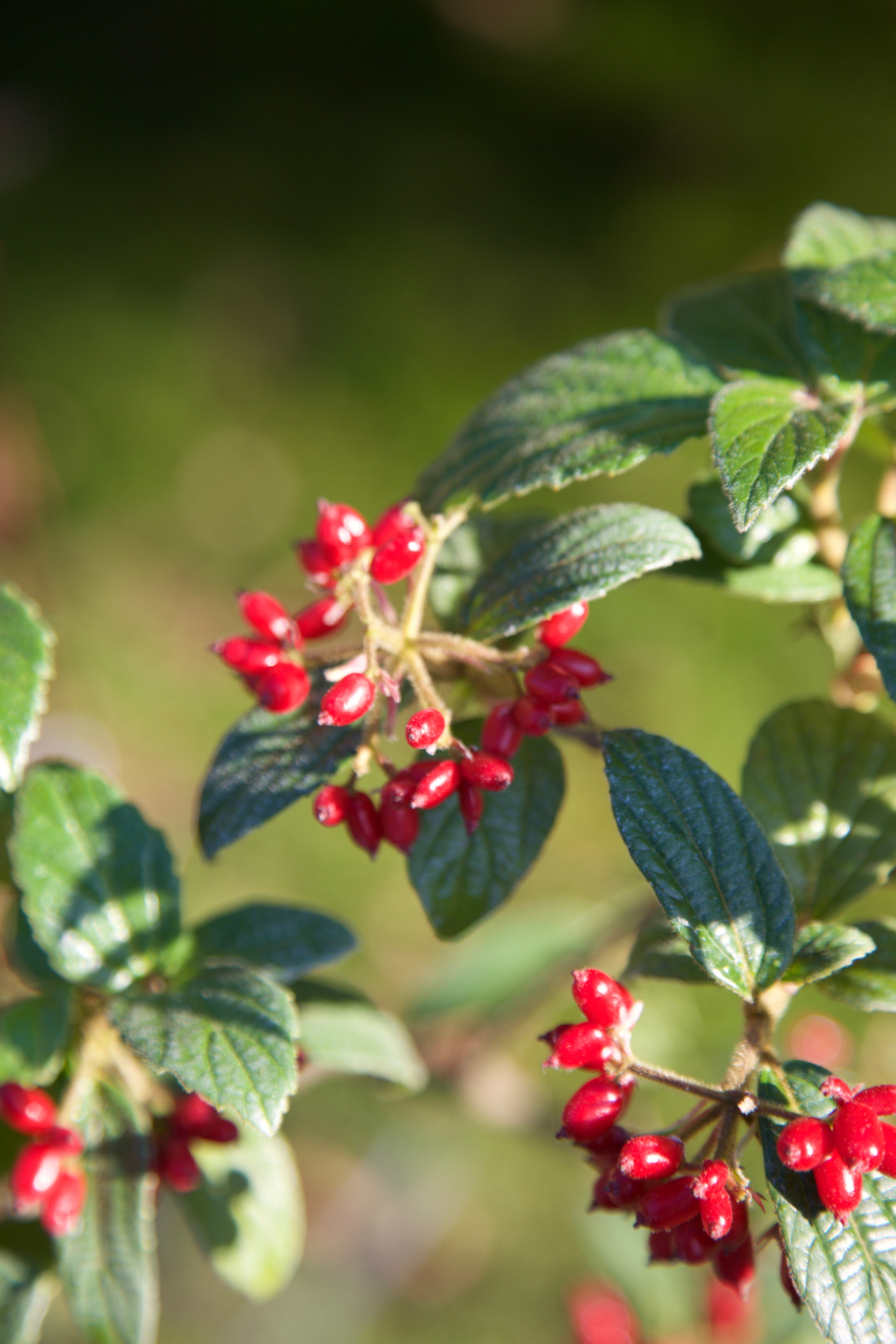 Viburnum hoanglienense PAB7833