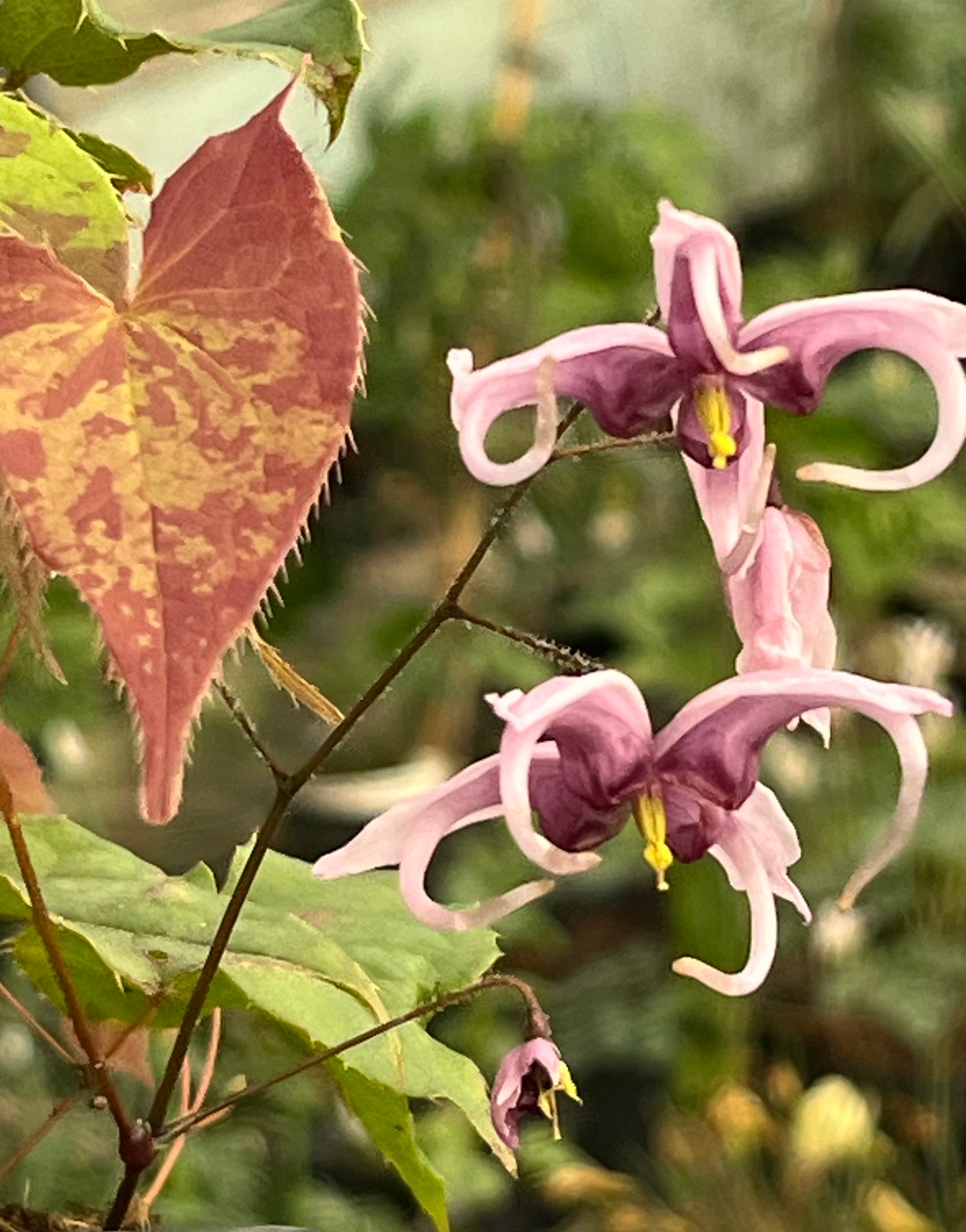 Epimedium 'Jinto Shan'