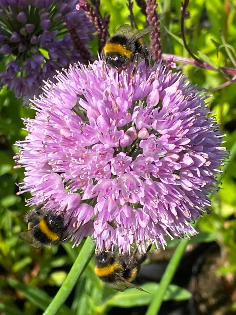 Allium nutans 'Esmee'