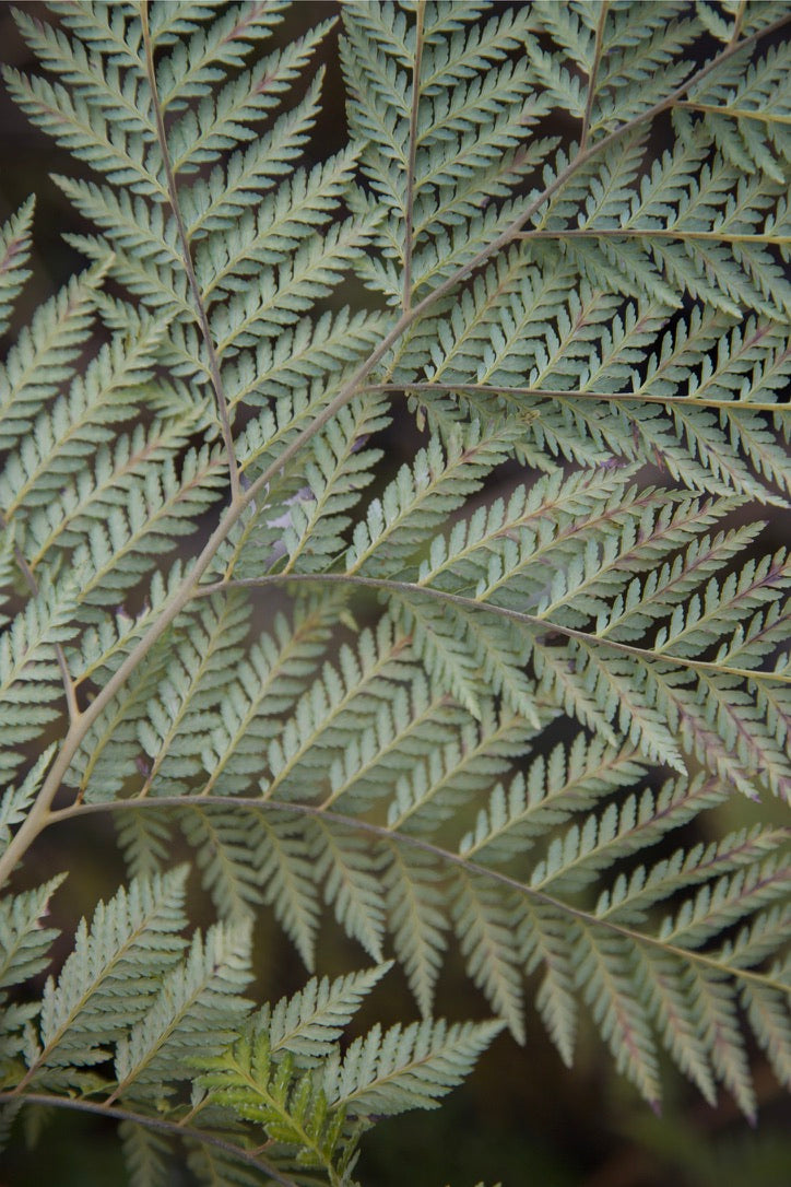 Lophosoria quadripinnata