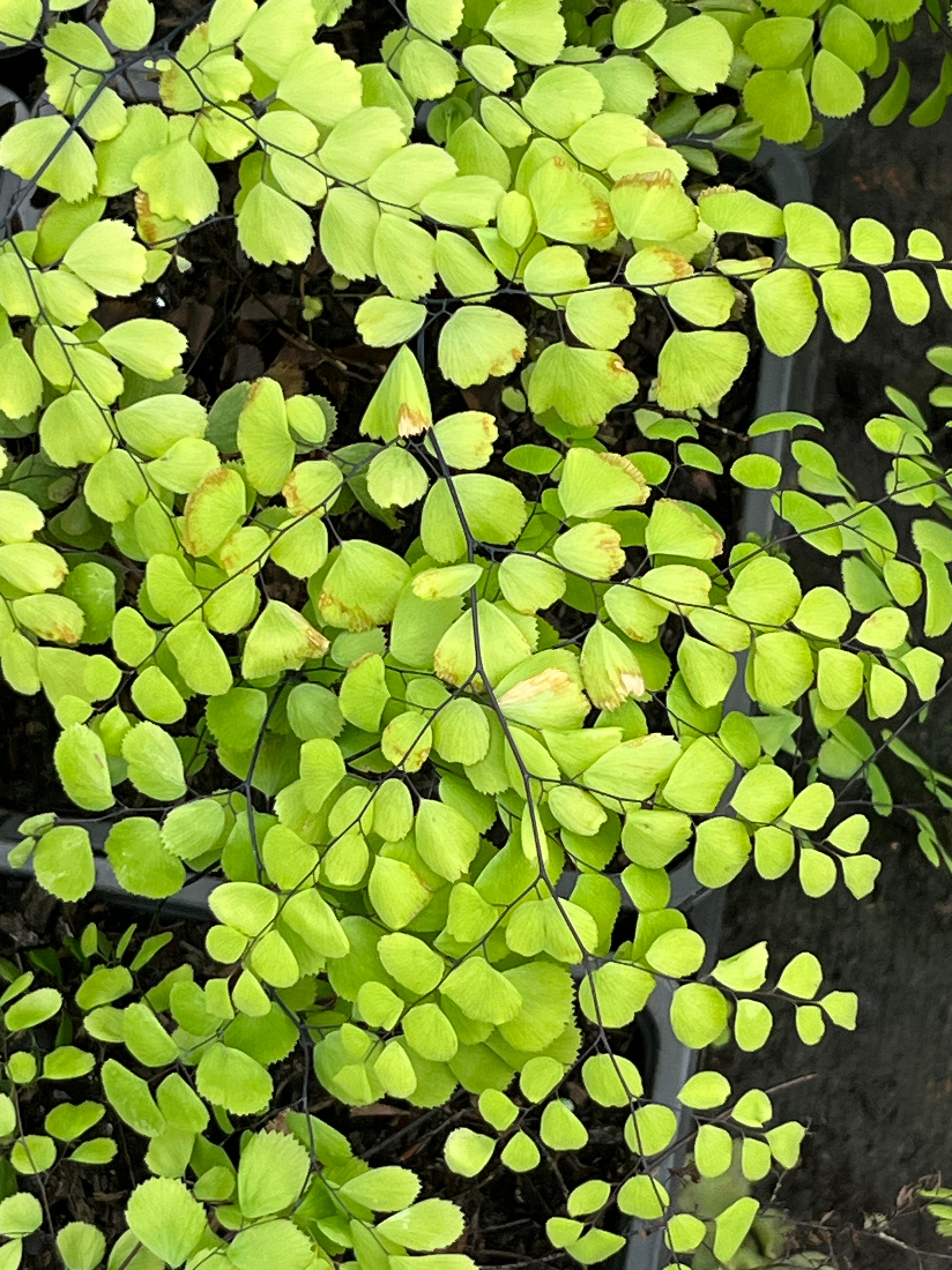Adiantum venustum (tibeticum)