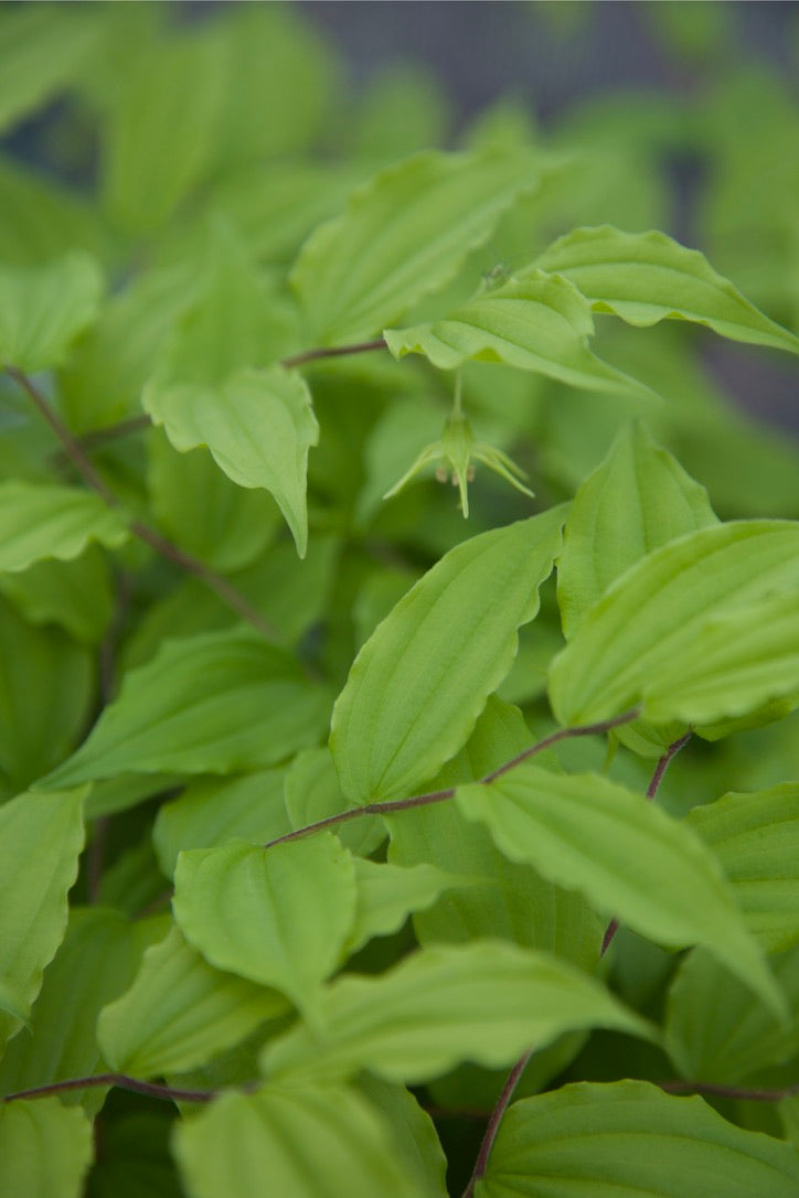 Disporum (Prosartes) lanuginosa