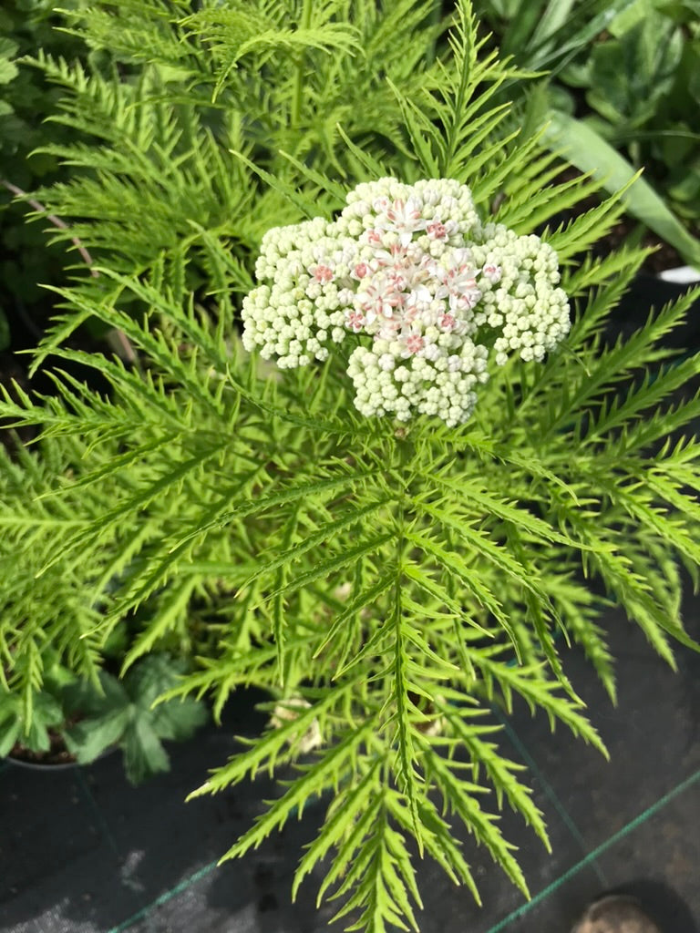 Sambucus ebulus var. deborensis